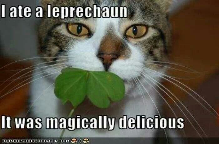 Funny Cats St Patricks Day Laughs