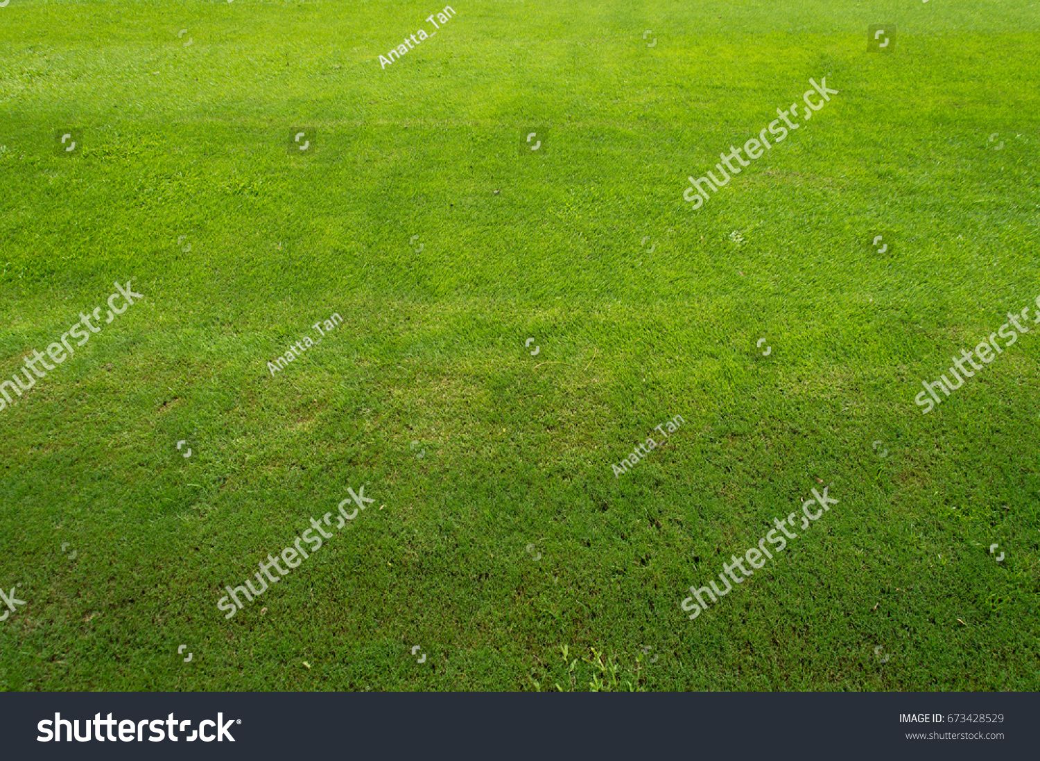 Fresh Green Background Of Turf And There Is A Difference In Color