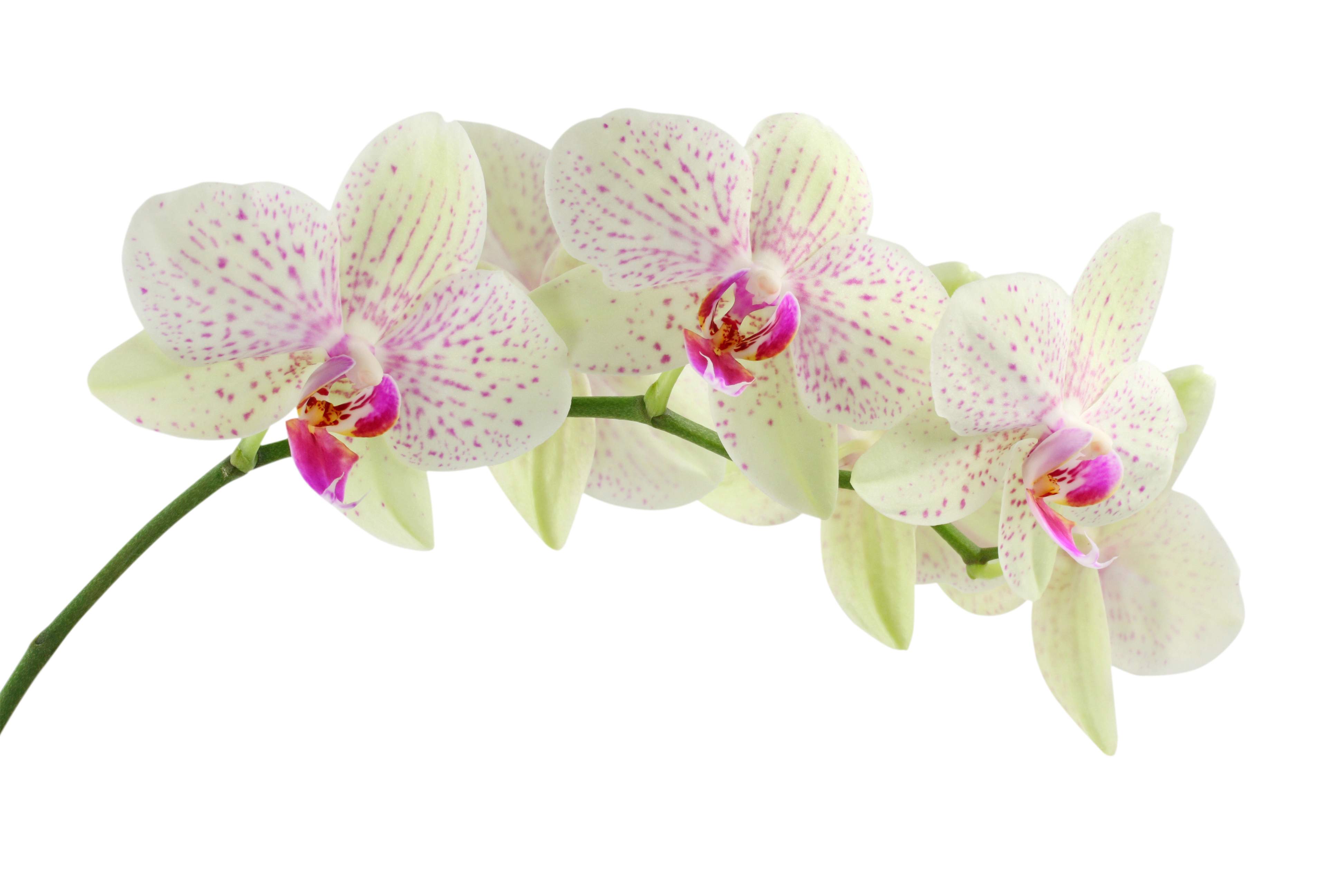Picture Orchid Flower Beautiful Full Bloom