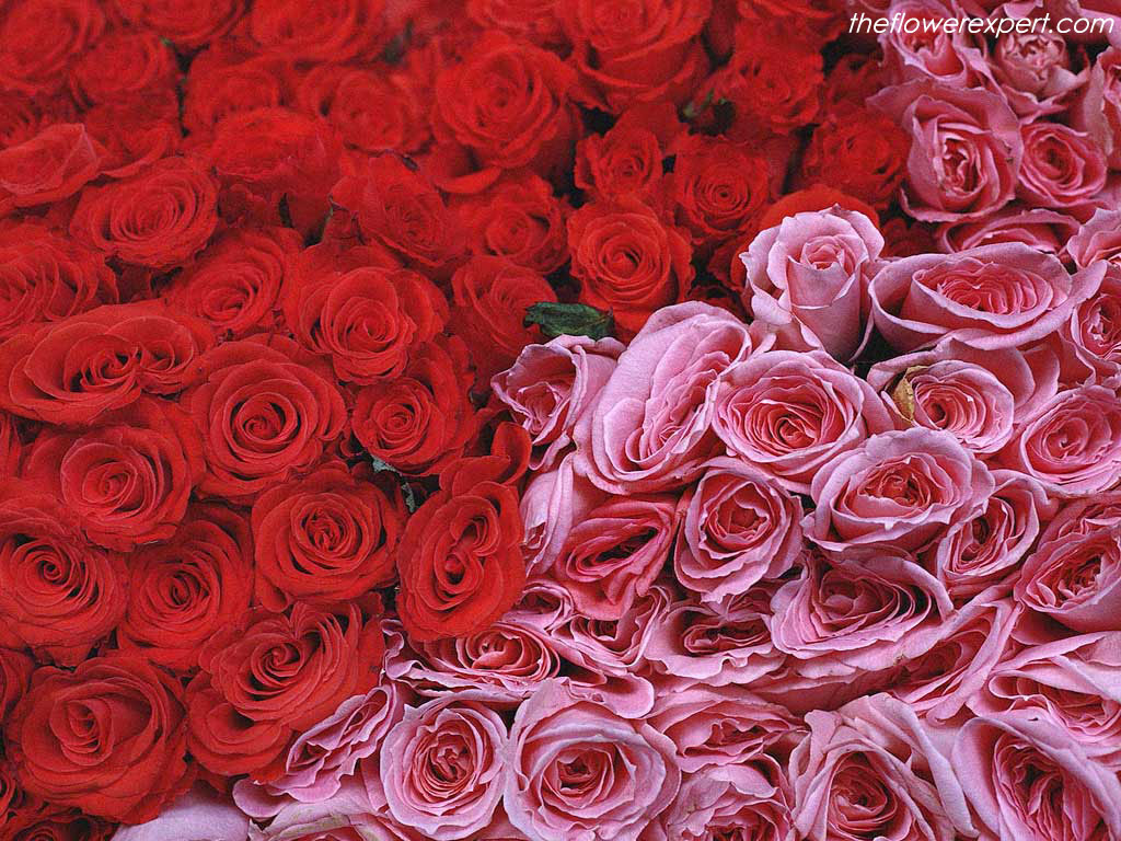 Red and Pink Roses Wallpaper