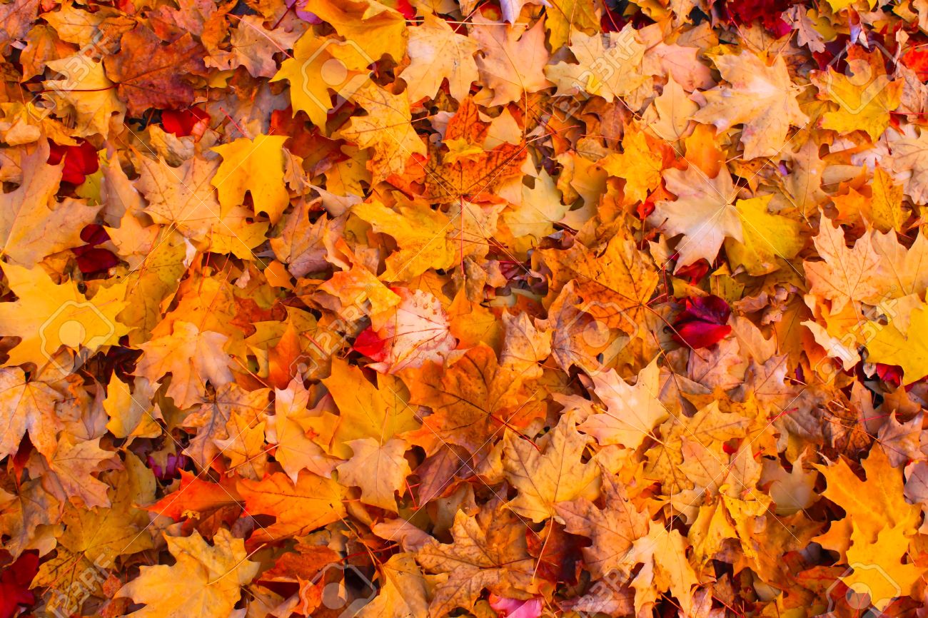 Autumn Leaves Background HD Background Pic