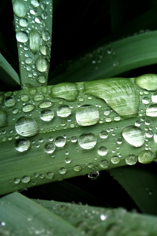 Raindrops on Leaf Simply beautiful iPhone wallpapers