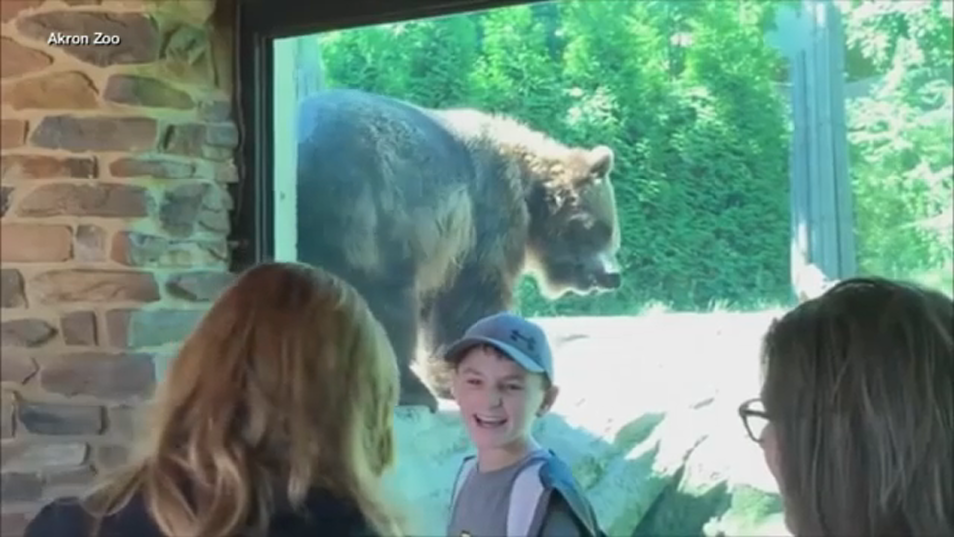 Ohio Zoo Visitors Delighted By Bear Dancing Against Wall To