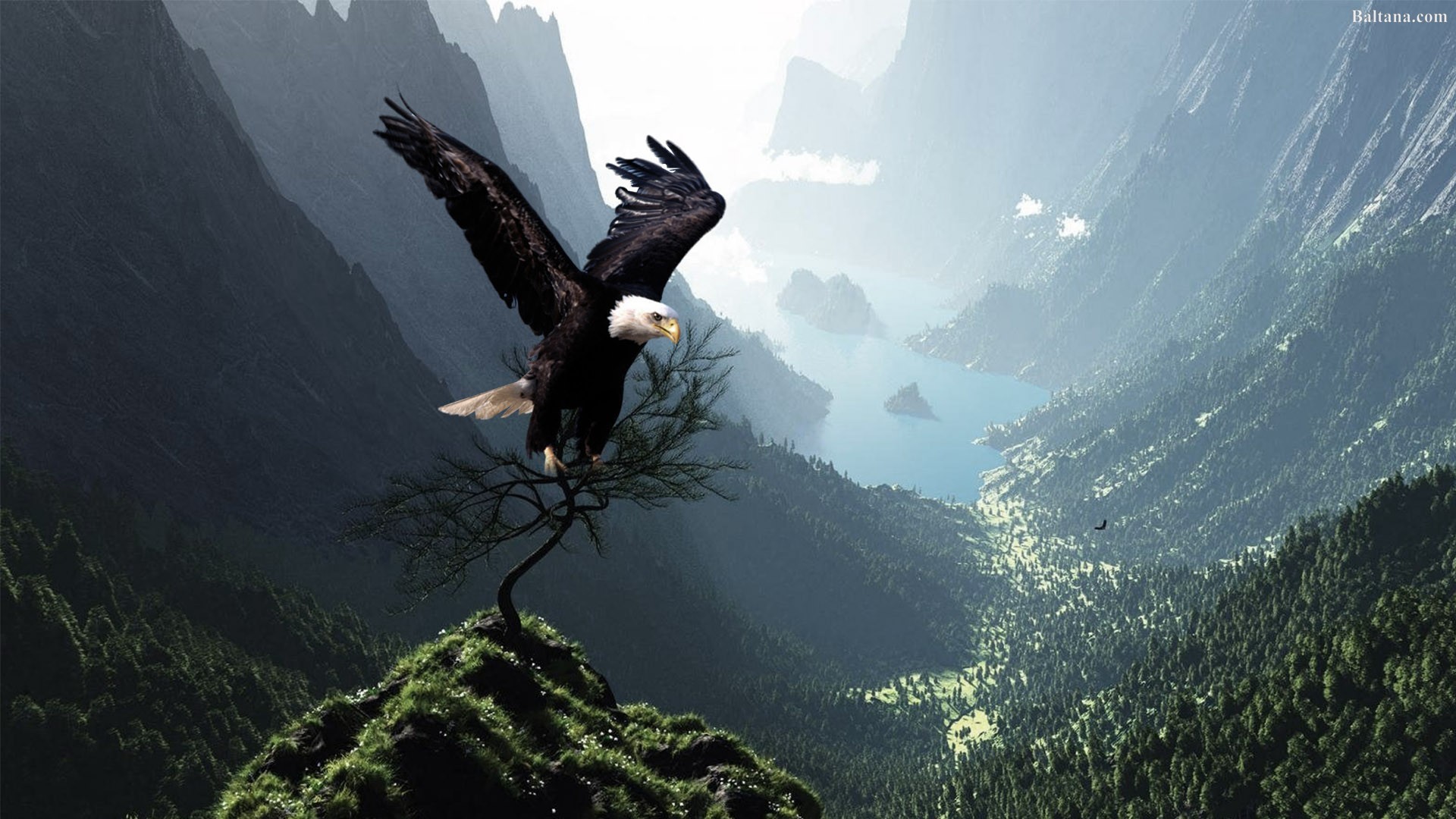 Eagle Wallpaper