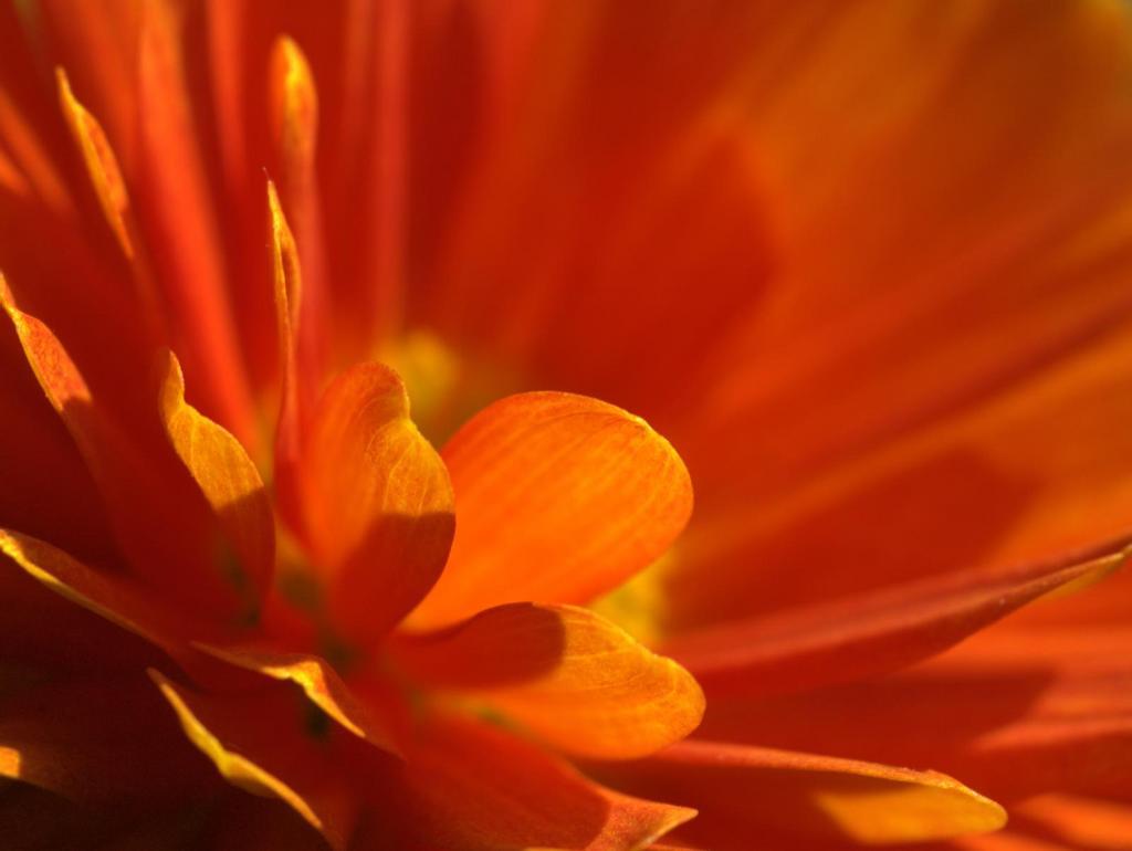 Krystina Dizayas Orange Flower HD