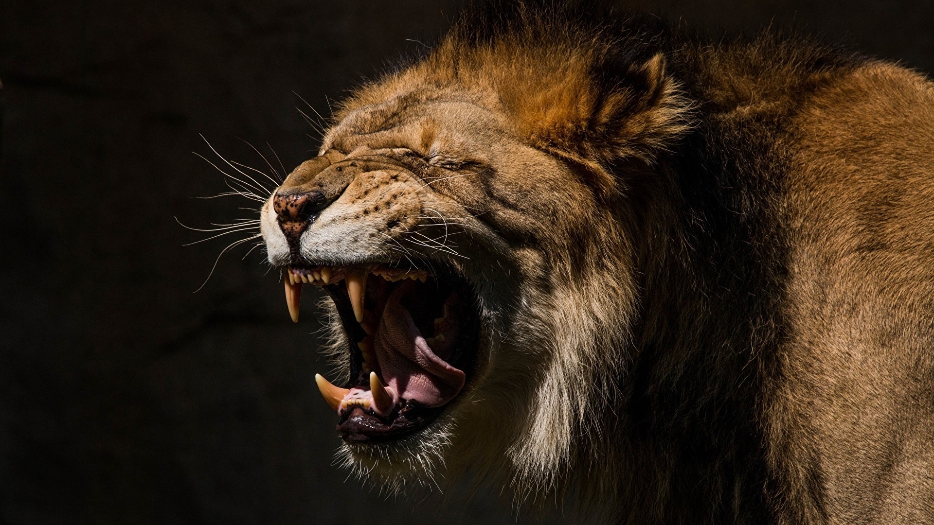 Angry Lion HD Wallpaper