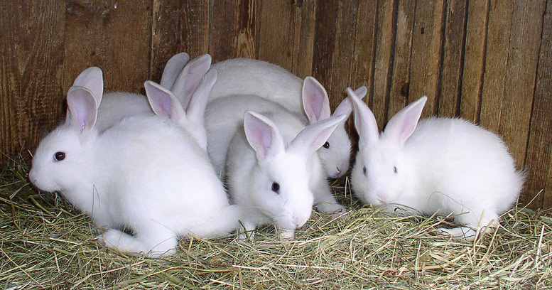 The Weird White Rabbits Leonora Carrington