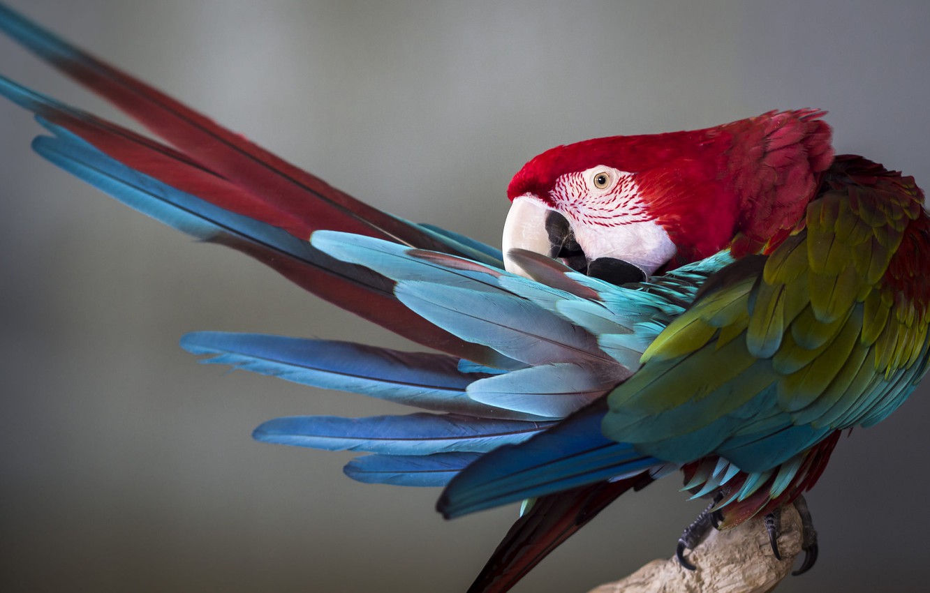 Wallpaper Background Bird Parrot Feathers Image For Desktop