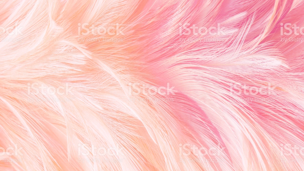 Chicken Or Bird Feather Textureabstrackblur Photo Style For