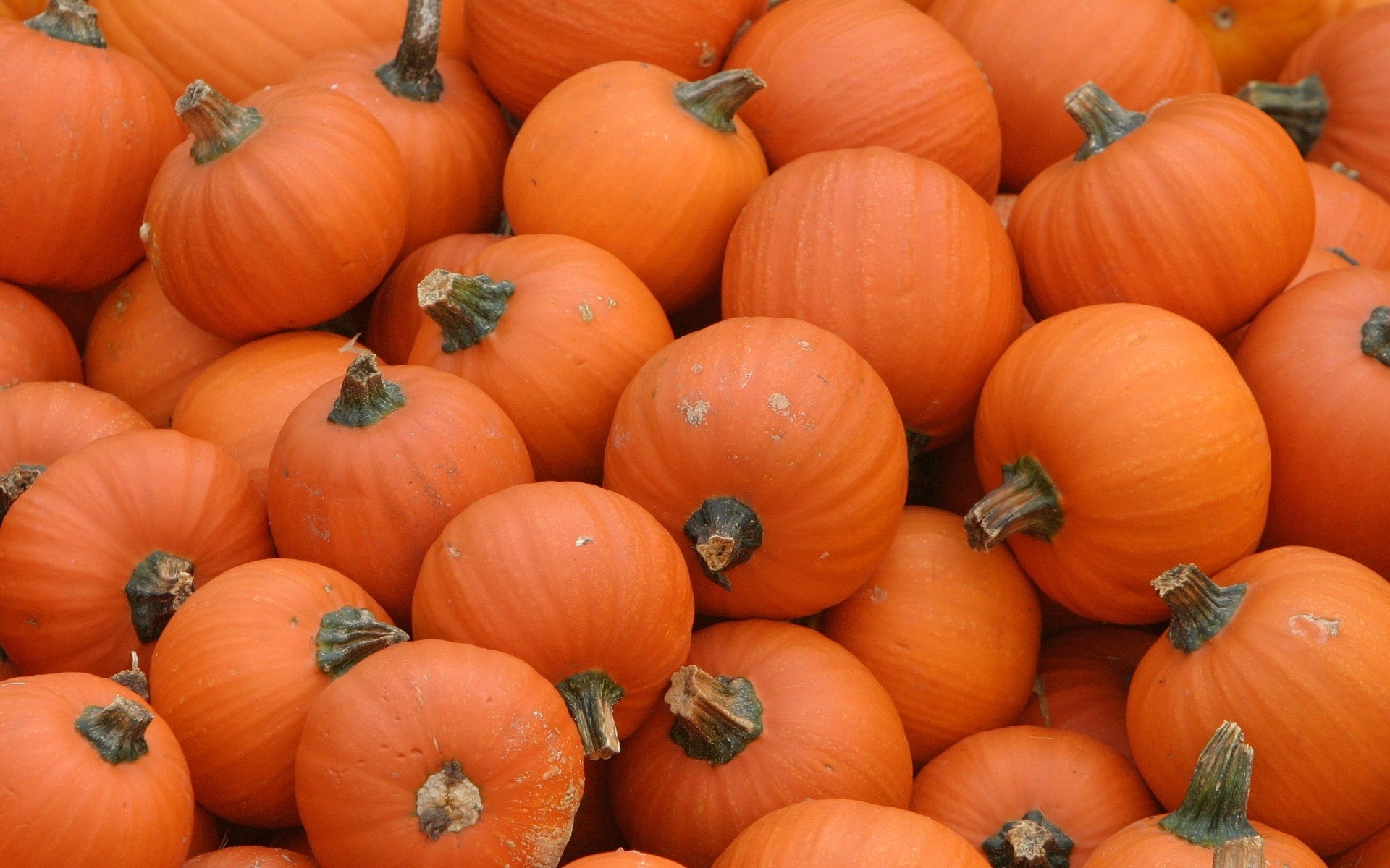 Pumpkin Wallpaper And Image Pictures Photos