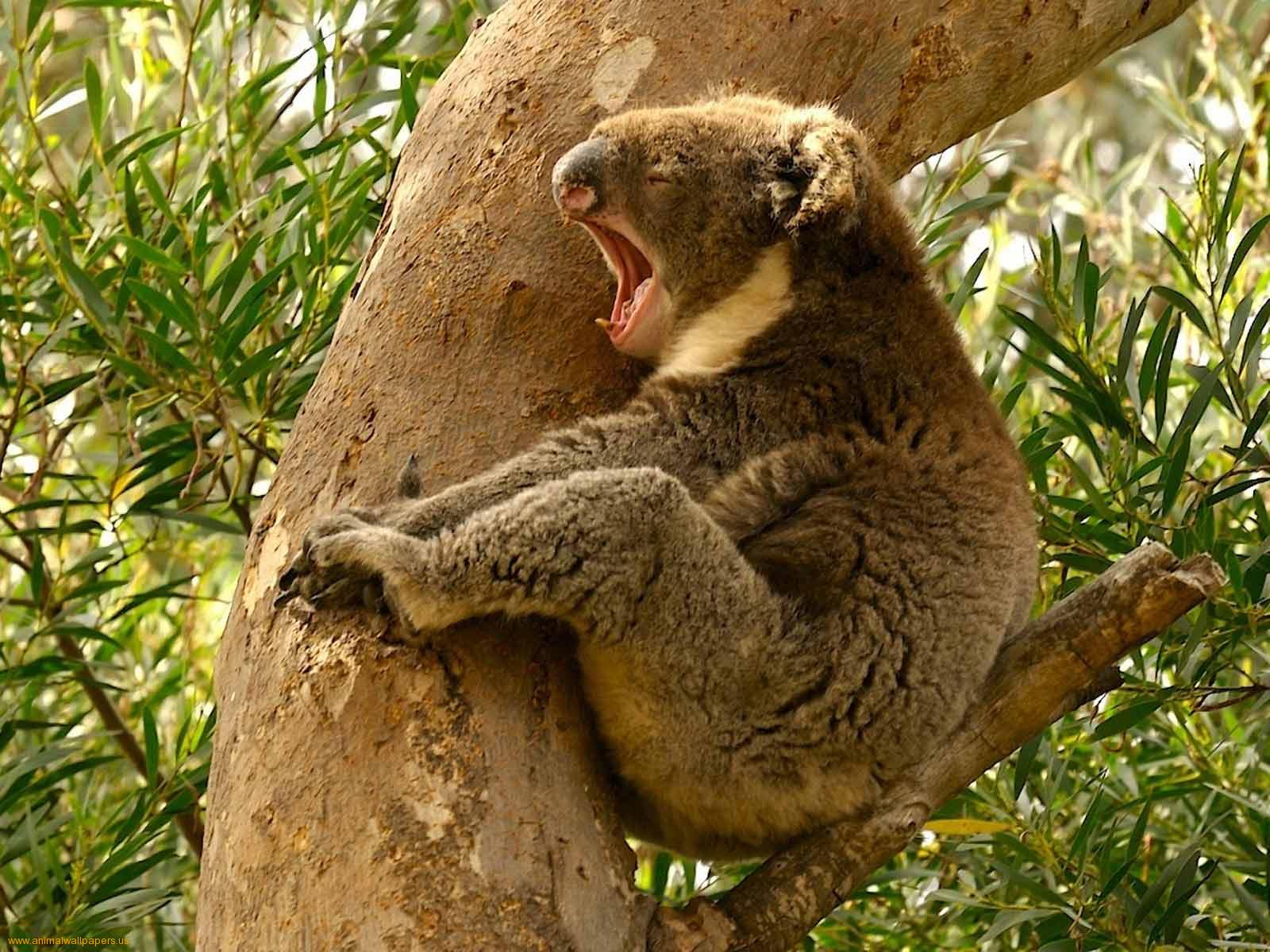 Koala HD Wallpaper Pictures Image Background