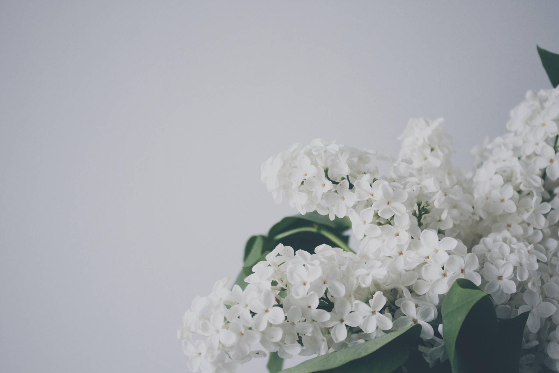 Top Flowers Aesthetic Wallpaper Full HD 4k To Use