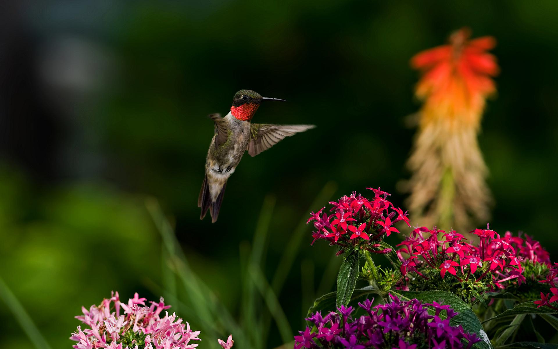 Hummingbird Background HD