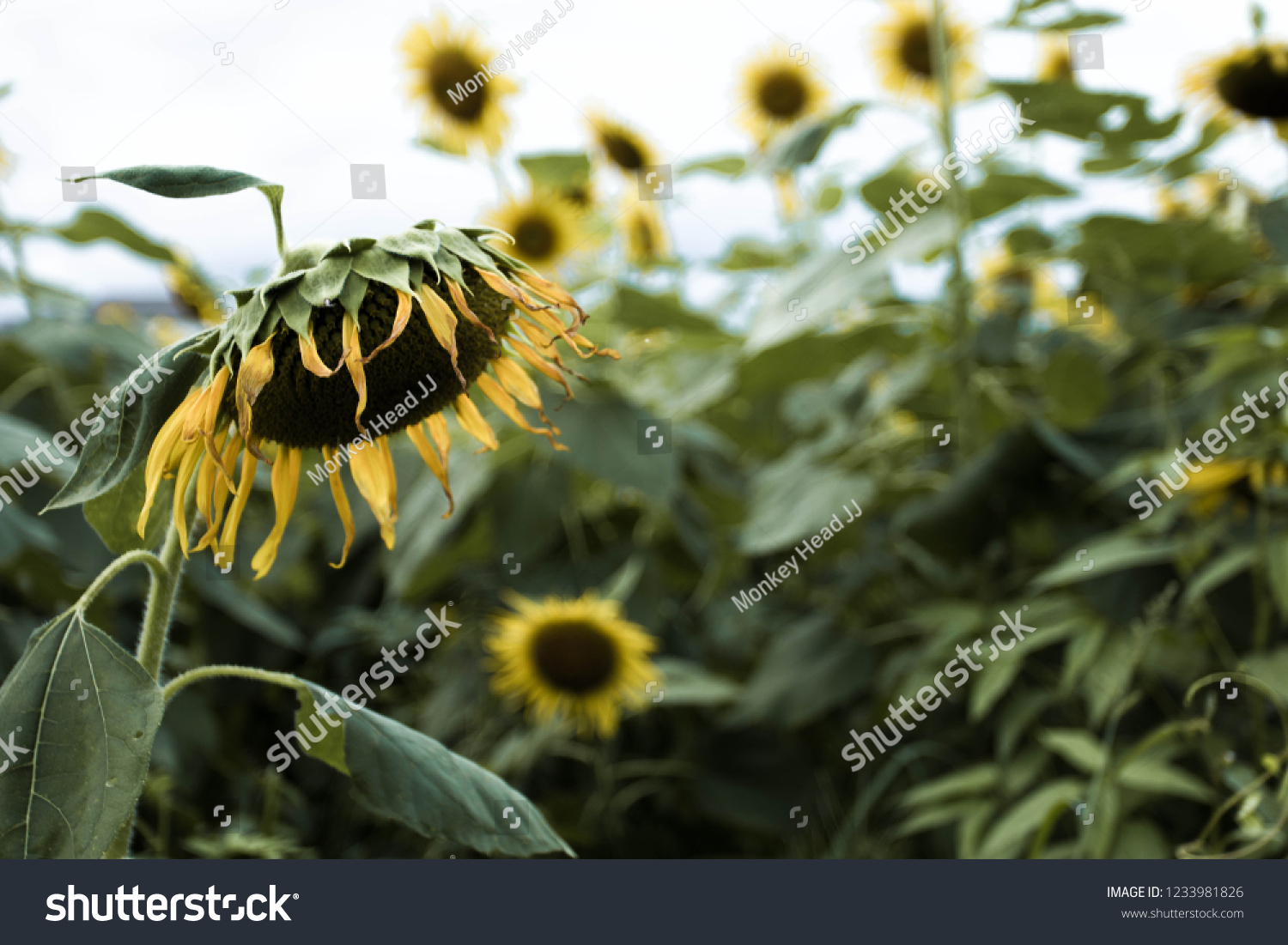 🔥 Free download Withered Sunflower Drying Color Gloom Background Stock ...
