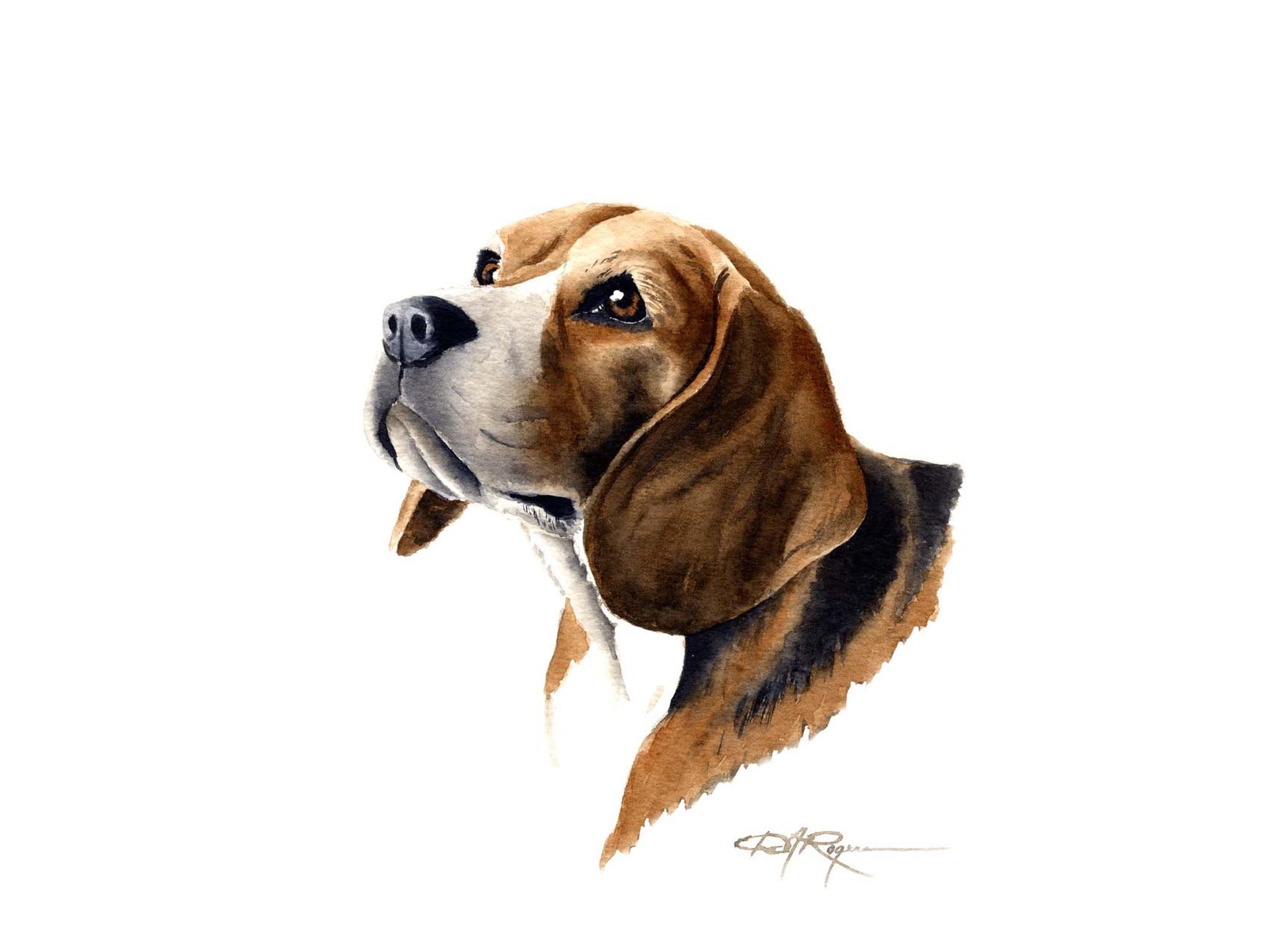 Beagle Dog Wallpaper