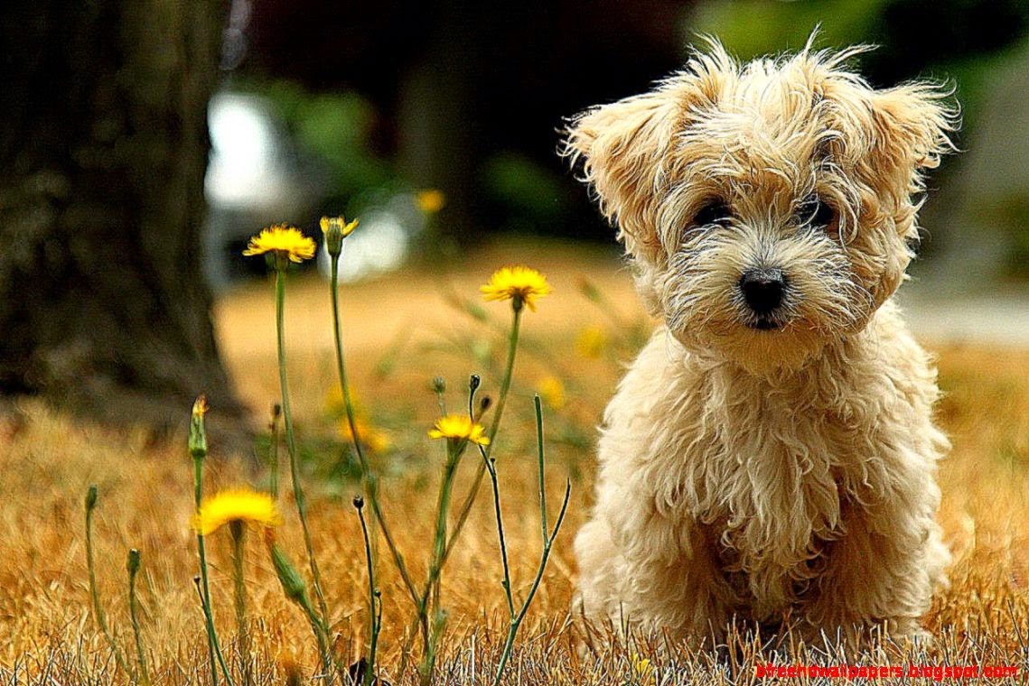 Nature Flowers Animals Dogs Puppies Funny Cute Sweet HD Wallpaper