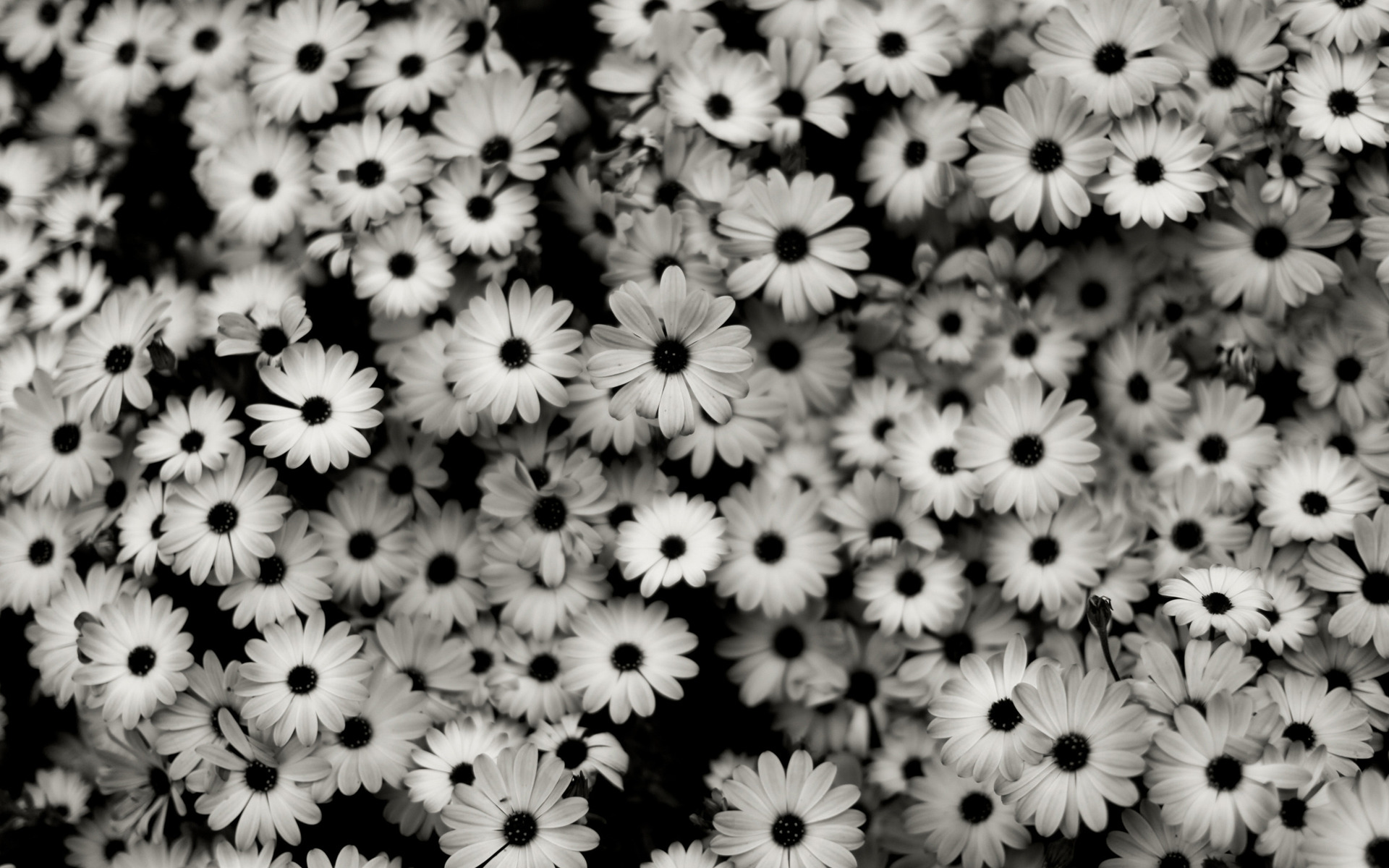 Black And White Flowers Background Wallpaper