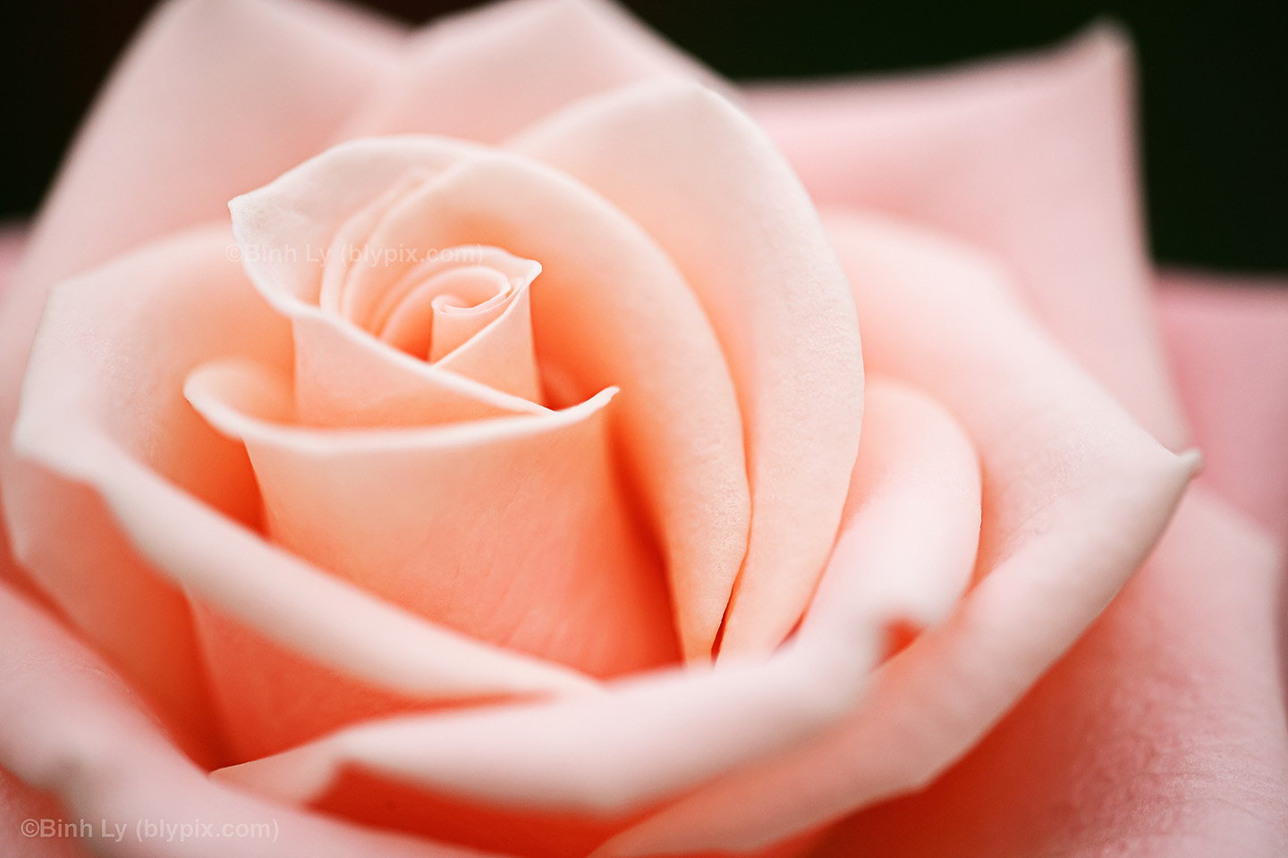 Soft Orange Pink Petals Curl Around This Rose Closeup Taken At The