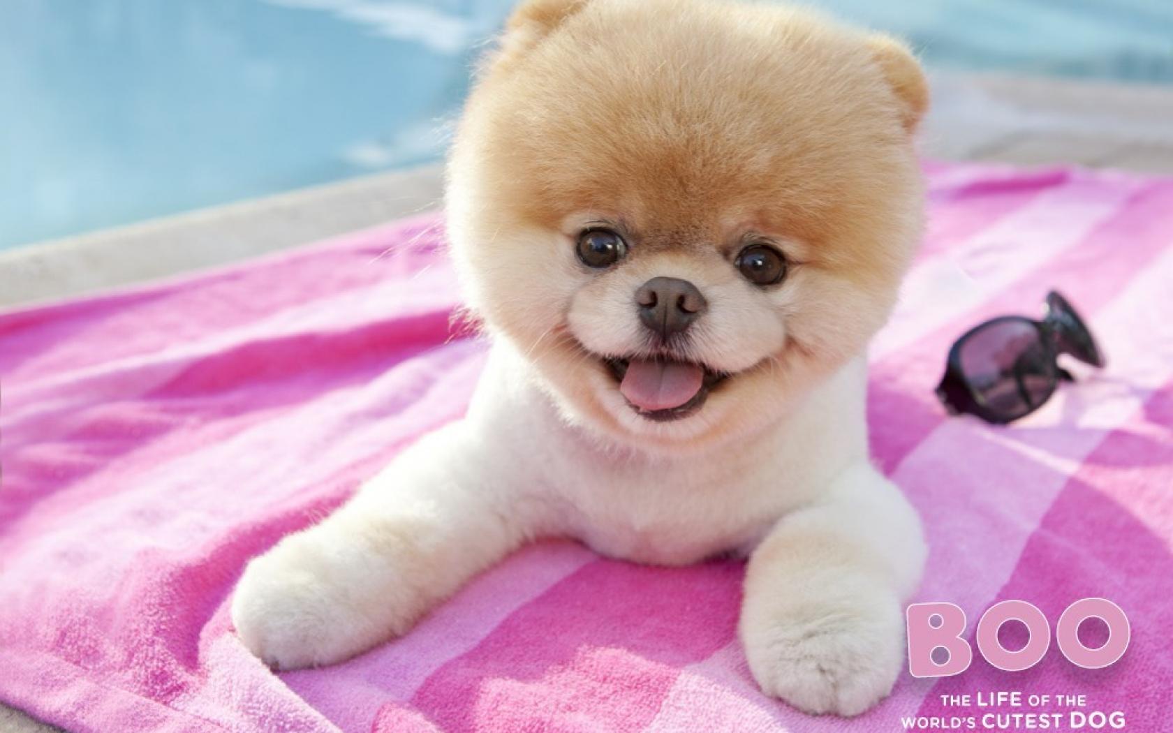 Animals Dogs Worlds Pets Pomeranian Boo Wallpaper
