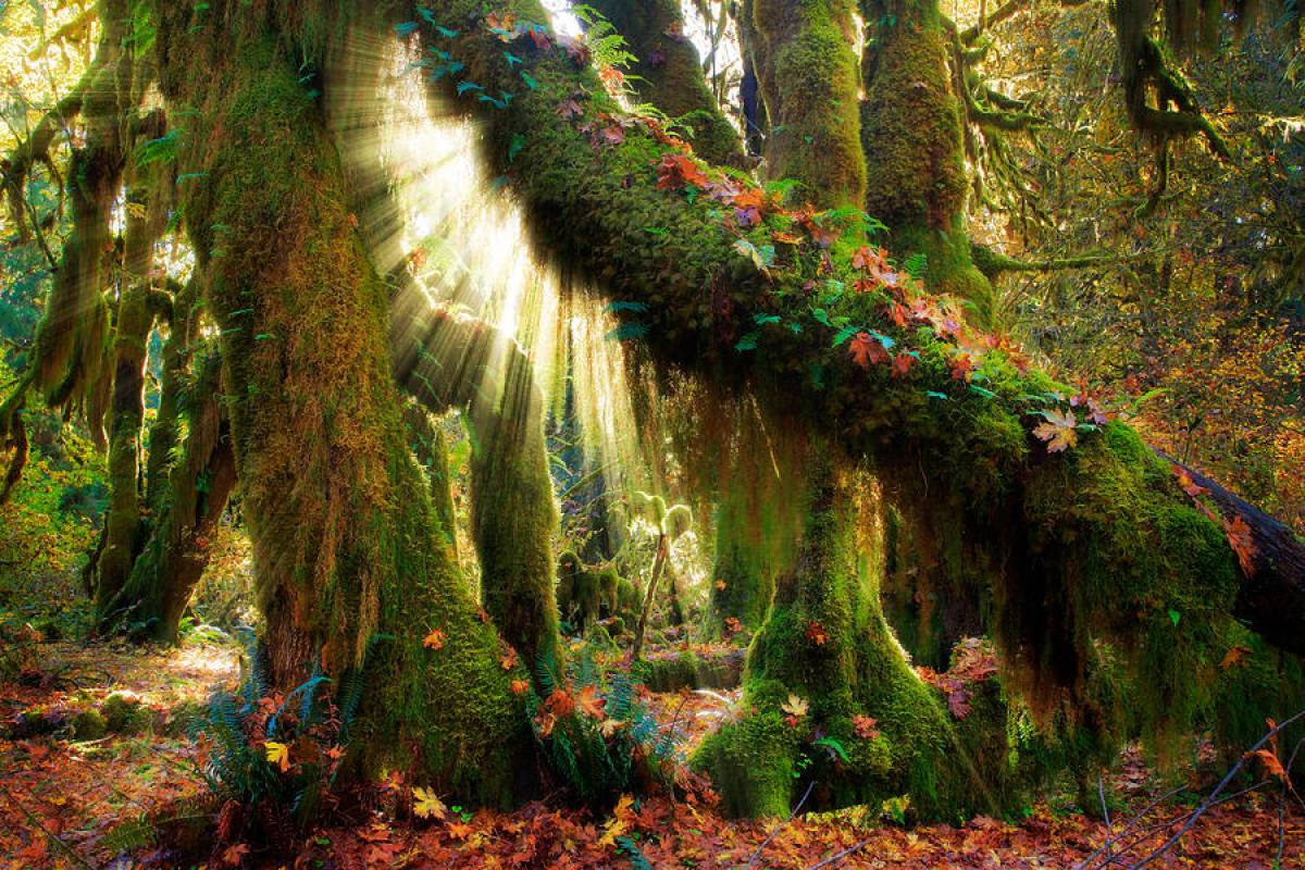 Mystical Forest Wallpaper
