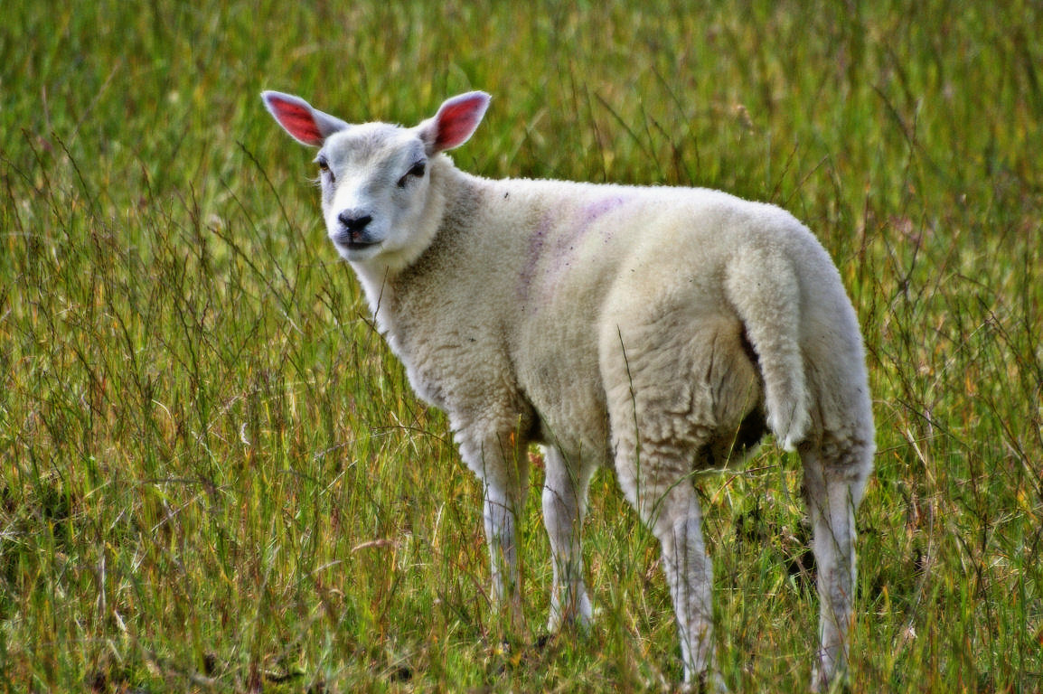 Sheep Lamb Photos Desktop Background Wallpaper