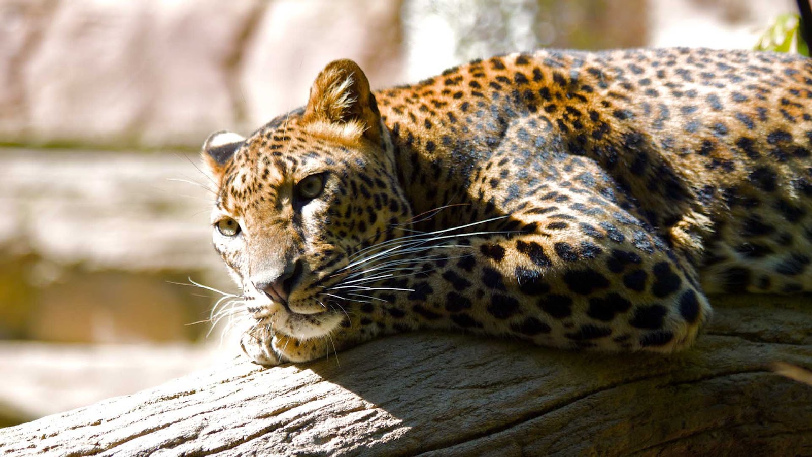 Animal Leopard 1080p Wallpaper Pic Photosjunction