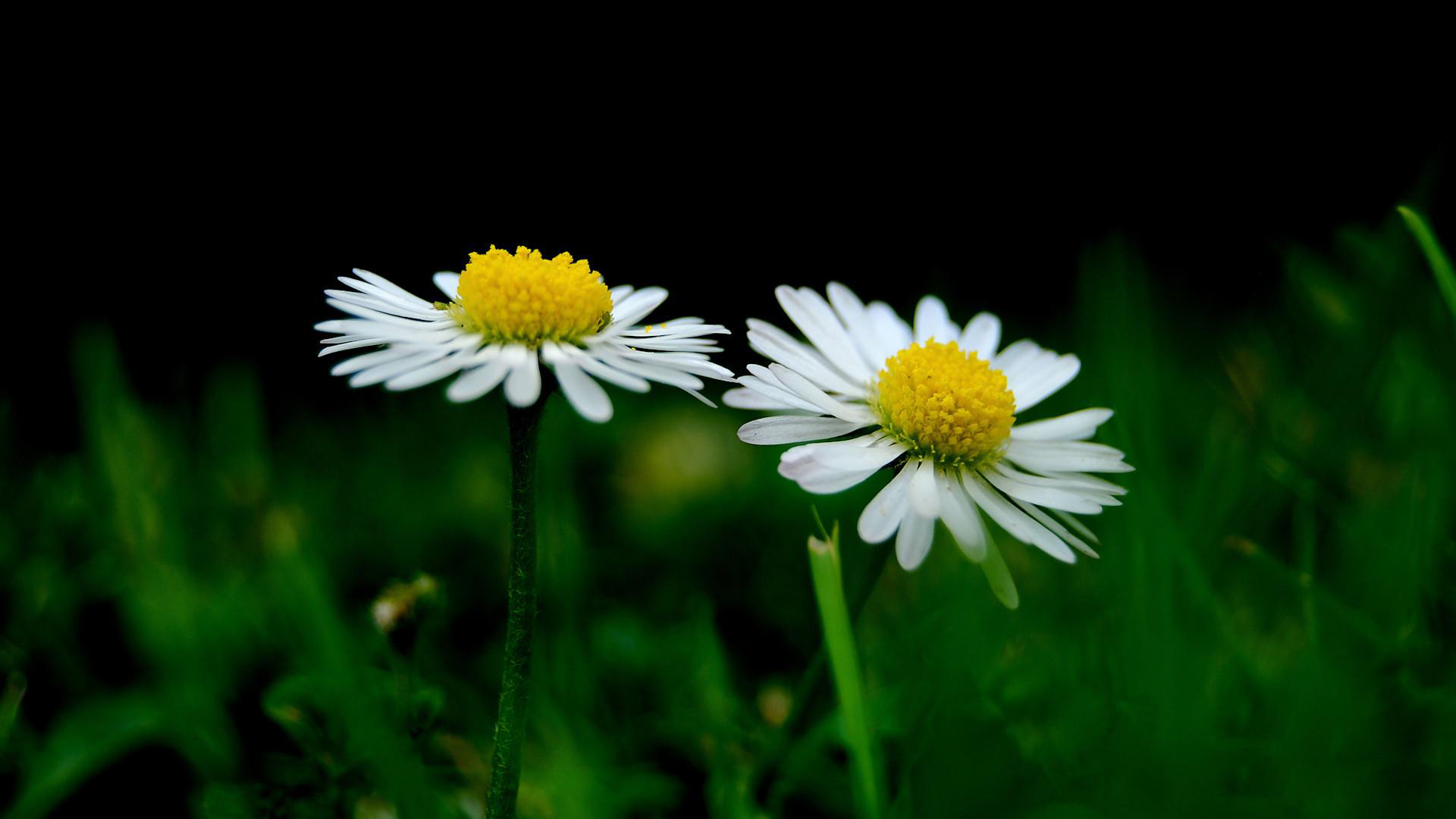 Two white daisies with yellow centers against a dark background