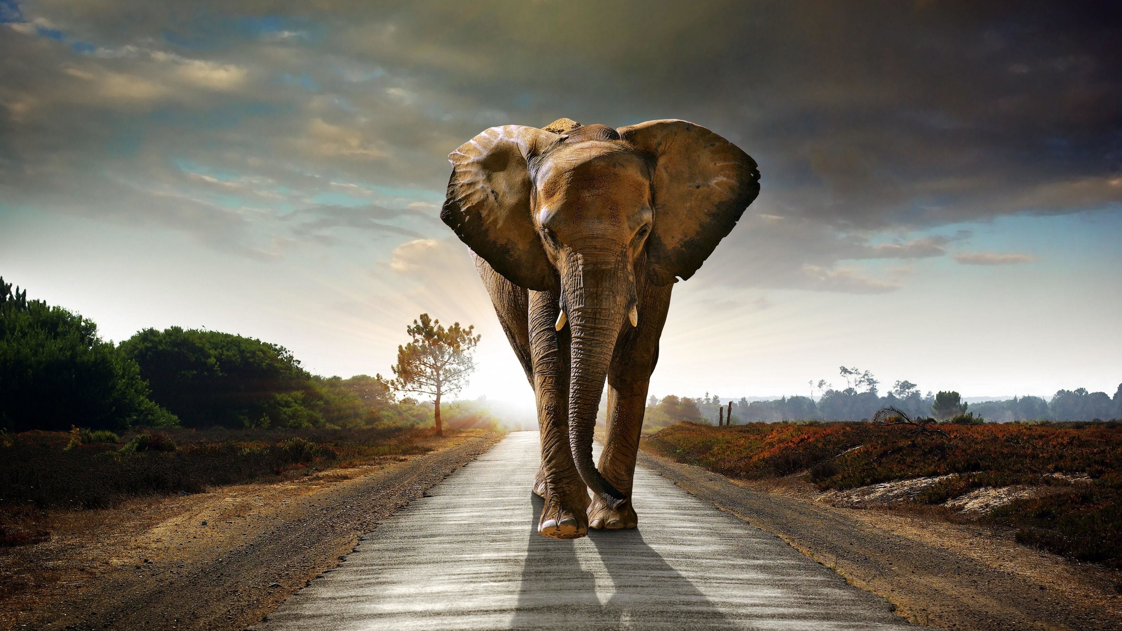 Cool Elephant Wallpaper Top Background