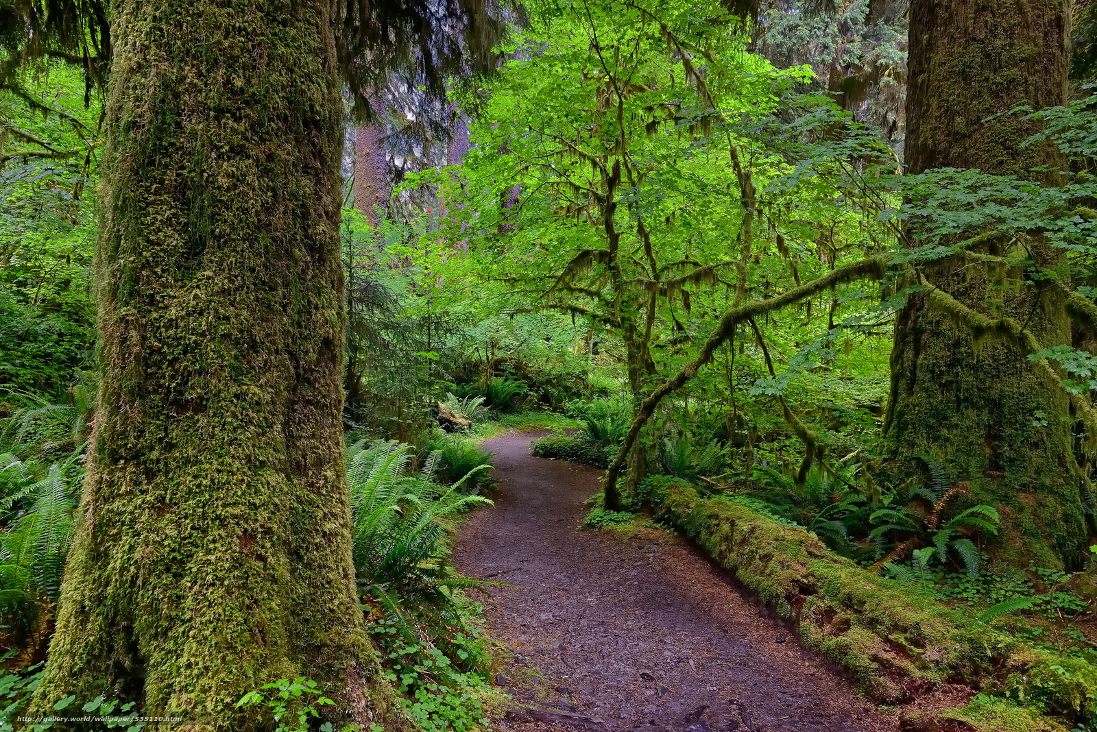 Find Hall Of Mosses Hoh Rainforest The Olympic National Park