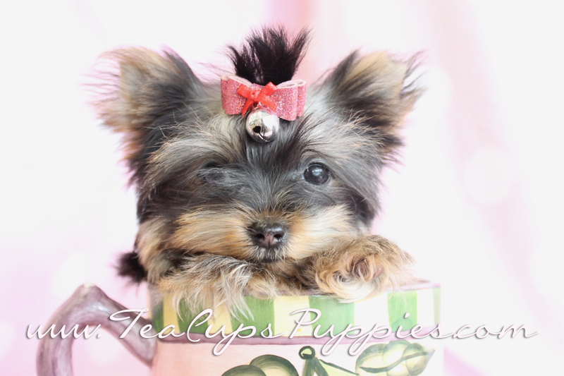 Teacup Yorkie Puppies For Sale Widescreen Wallpaper
