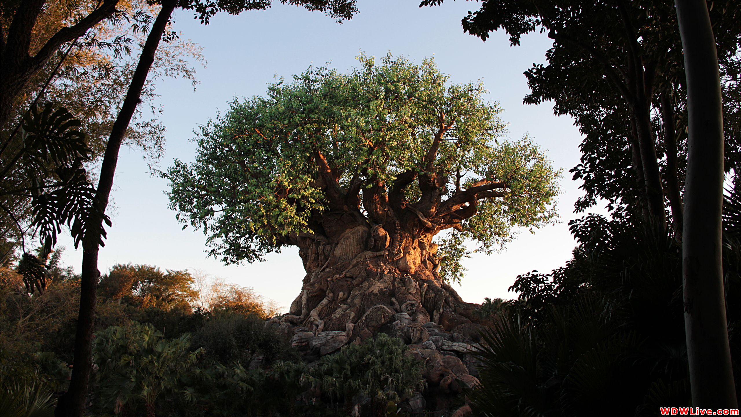 Disney Animal Kingdom Tree Of Life
