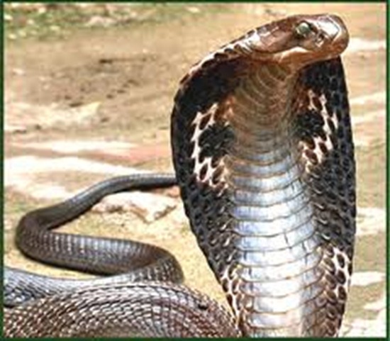 King Cobra Snake Fun Animals Wiki Videos Pictures Stories