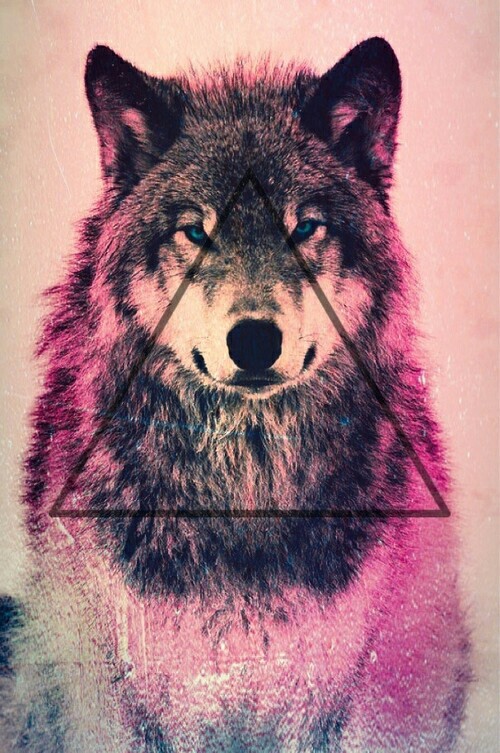 Hipster Wolf We Heart It