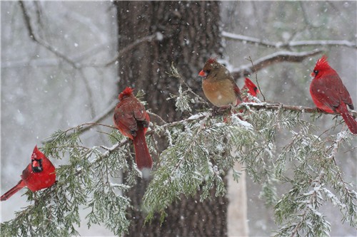 Cardinals In Snow Wallpaper 5 cardinals in the snow 500x333