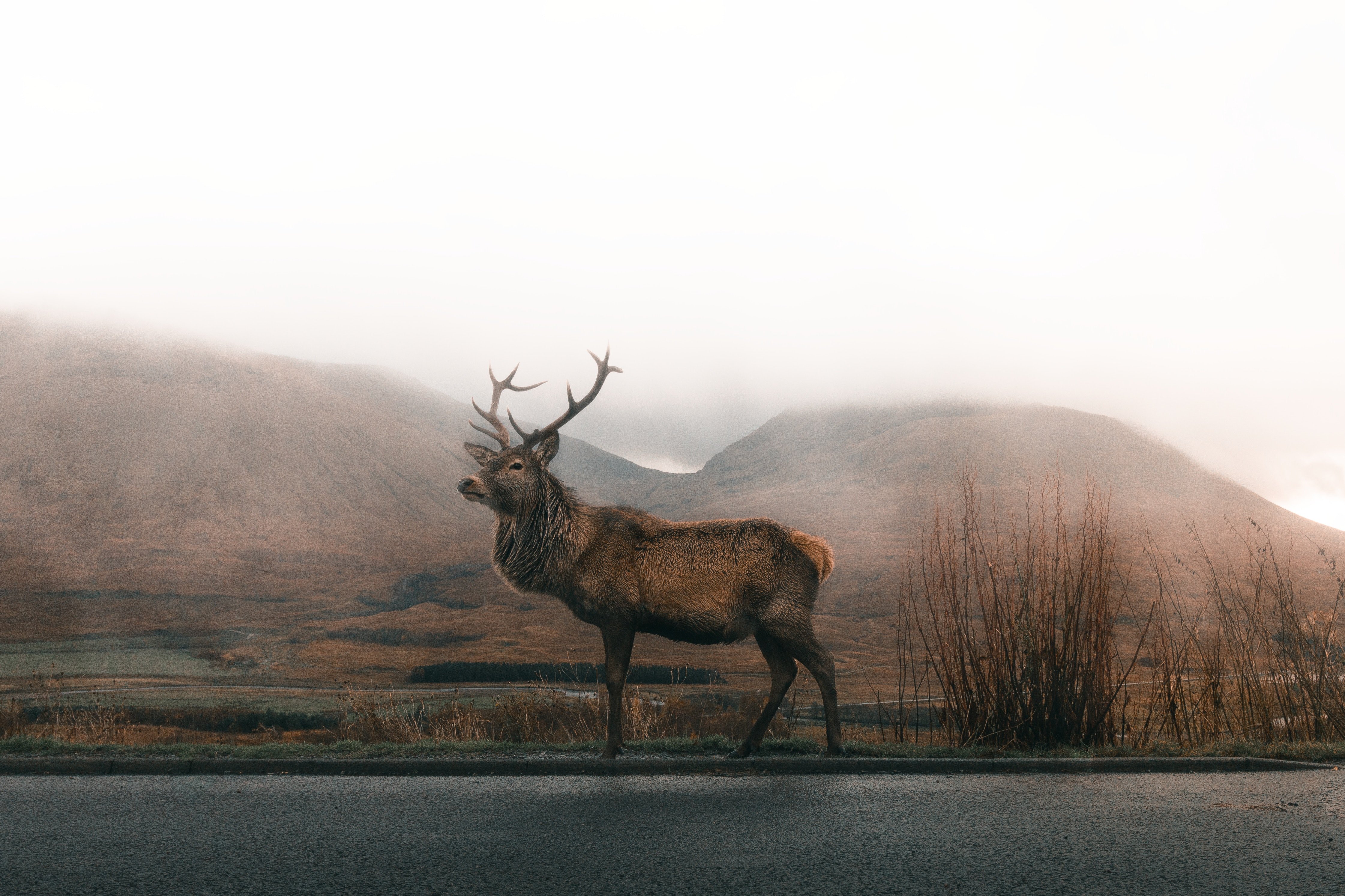 Reindeer 4k HD Animals Wallpaper Image Photos And Picture