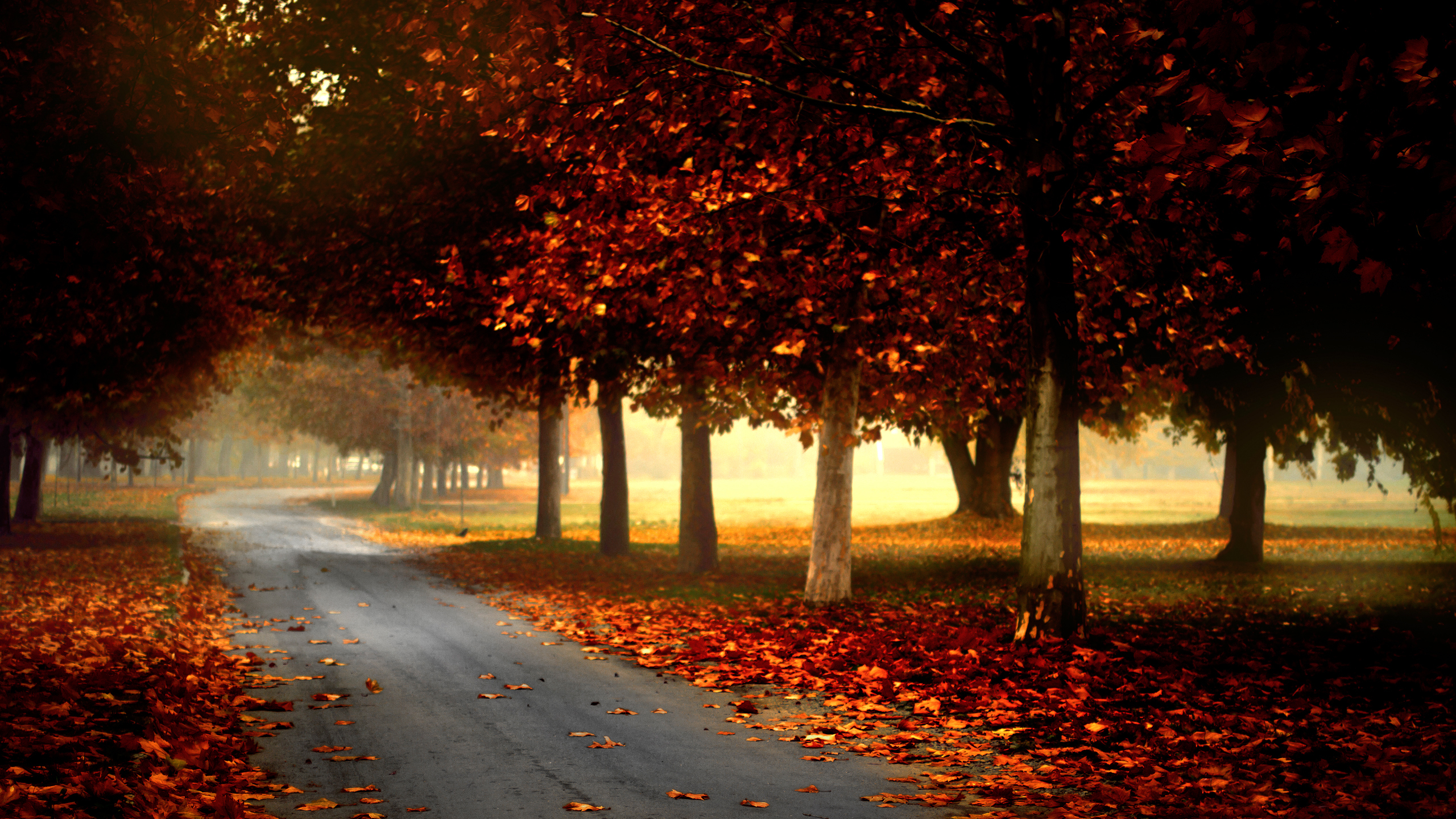 Silent Autumn Road Wallpaper Background