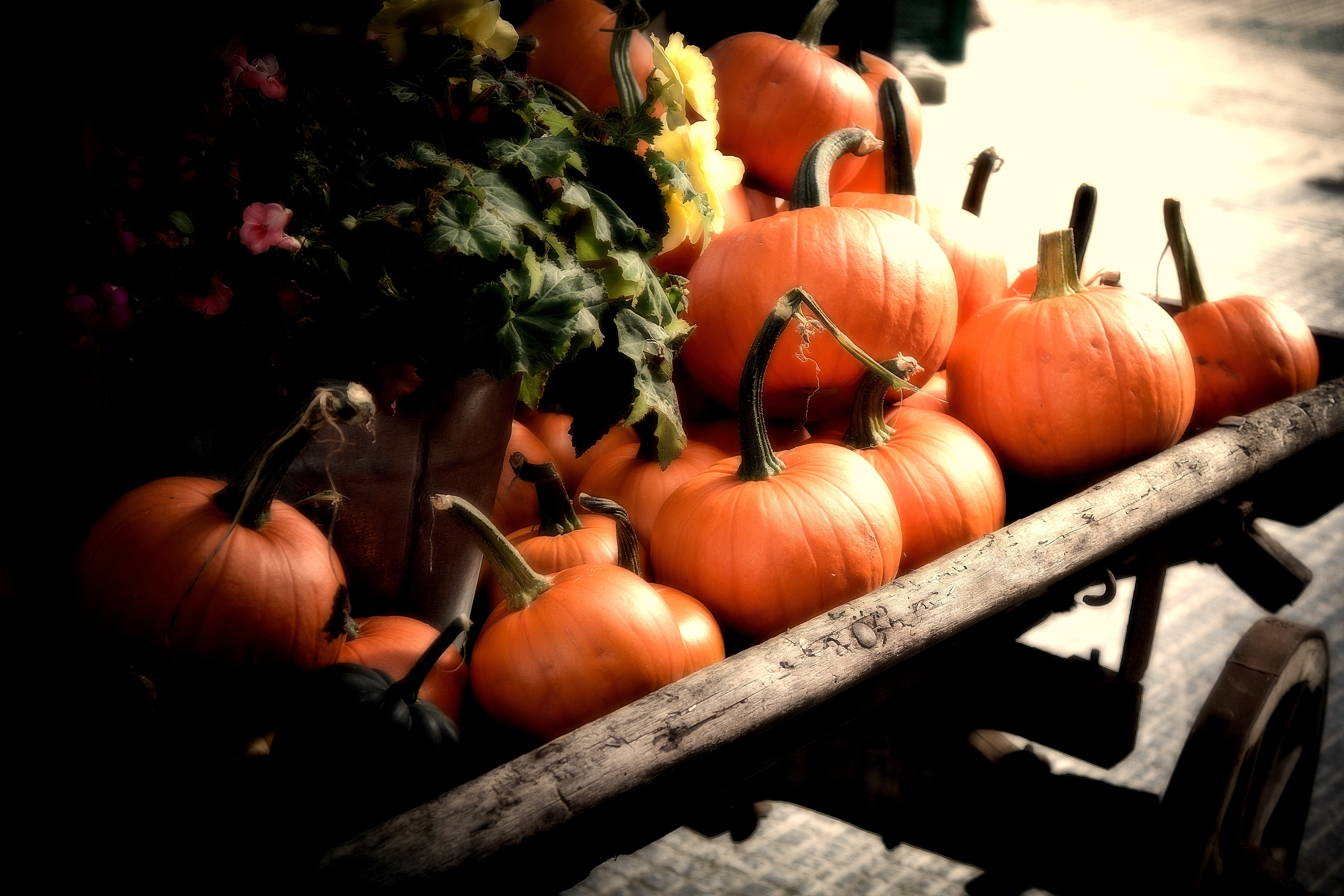 Fall Pumpkin Screensavers Wallpaper HD Background