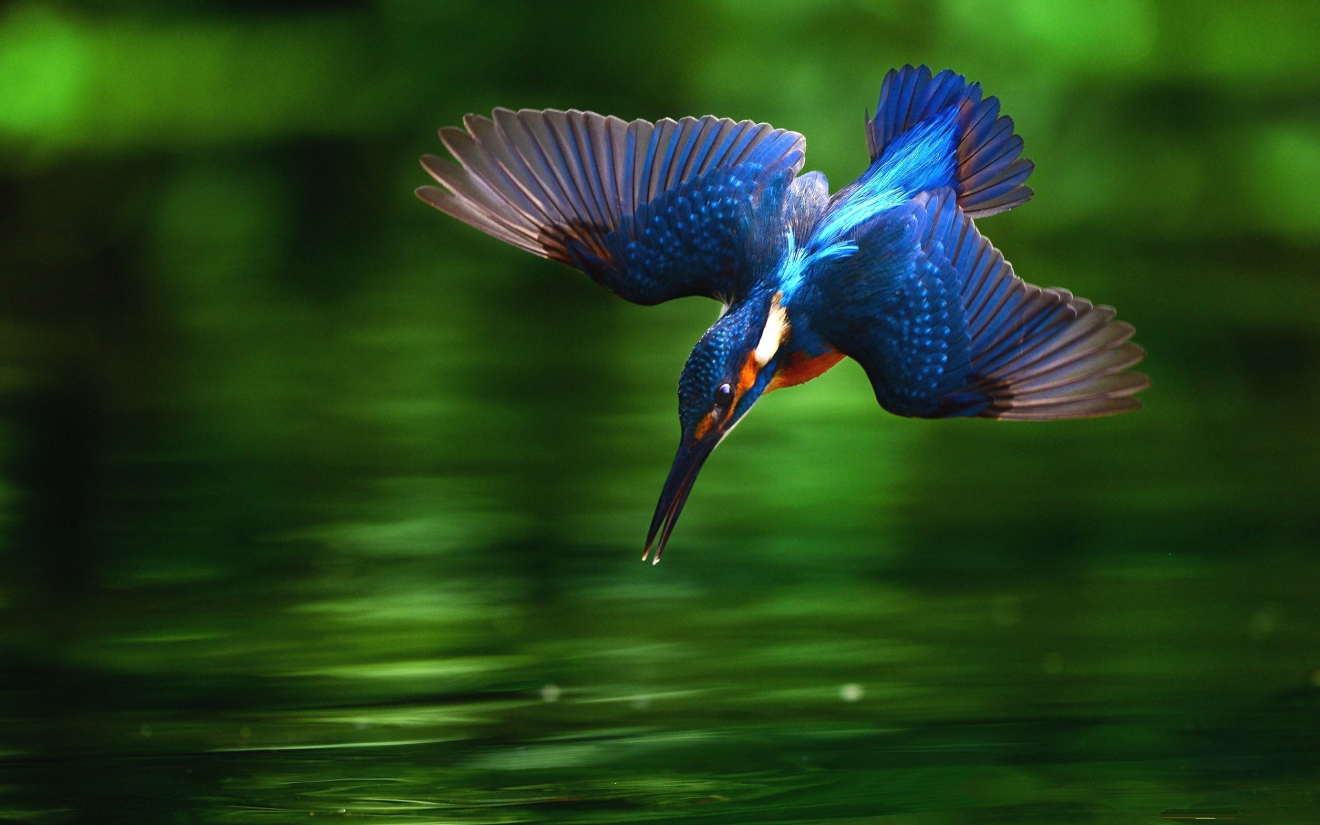 Kingfisher HD Wallpaper Background