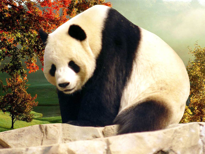 Panda Wallpaper Eating Sleeping