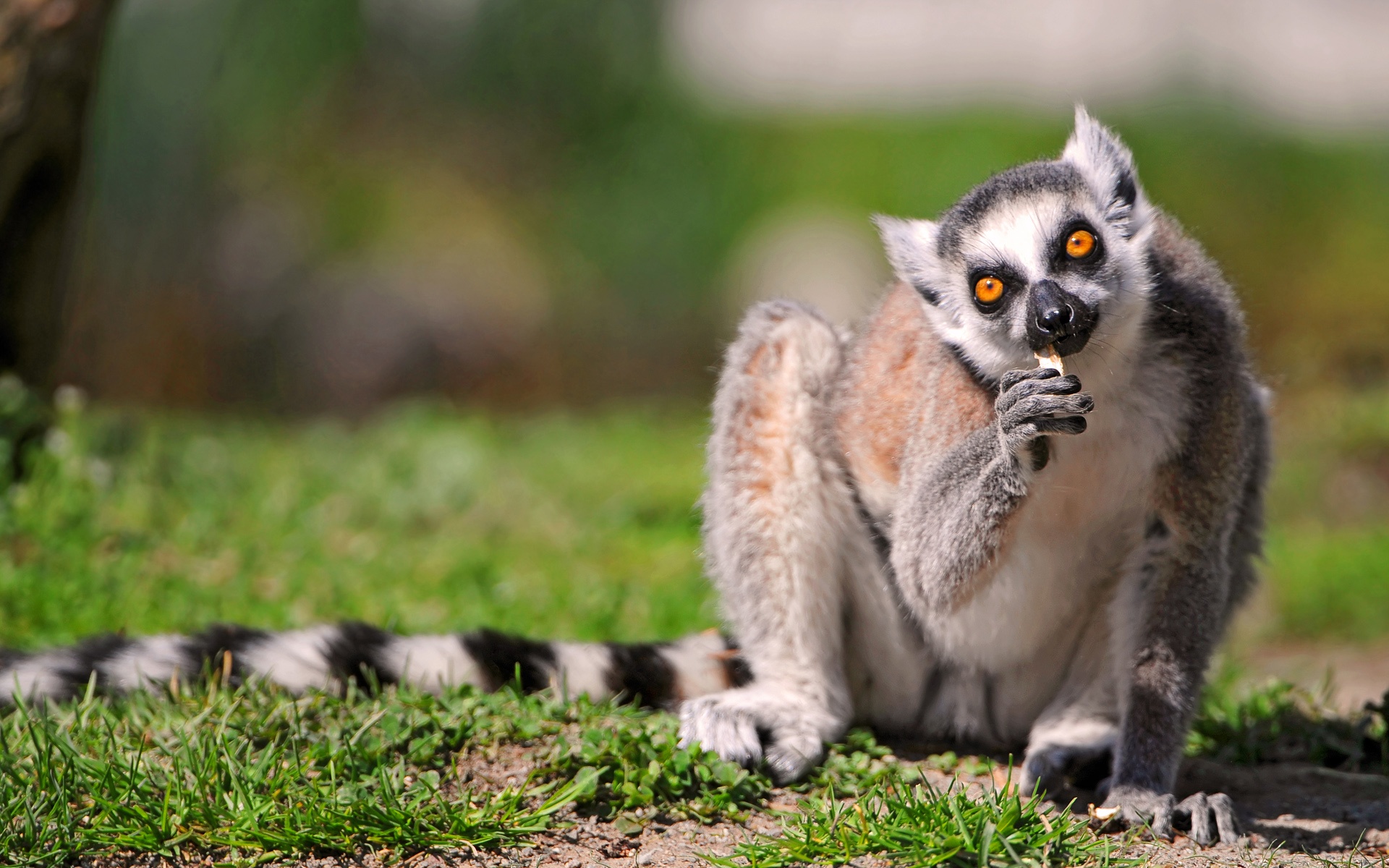 An Eating Ringtail Lemur Wallpaper
