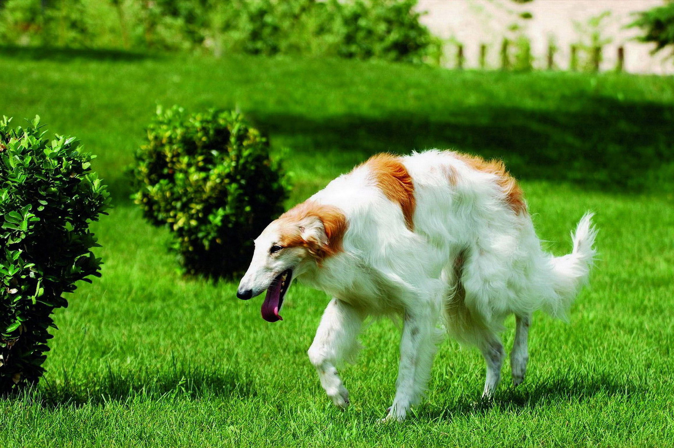 Borzoi Running On The Lawn Wallpaper And Image