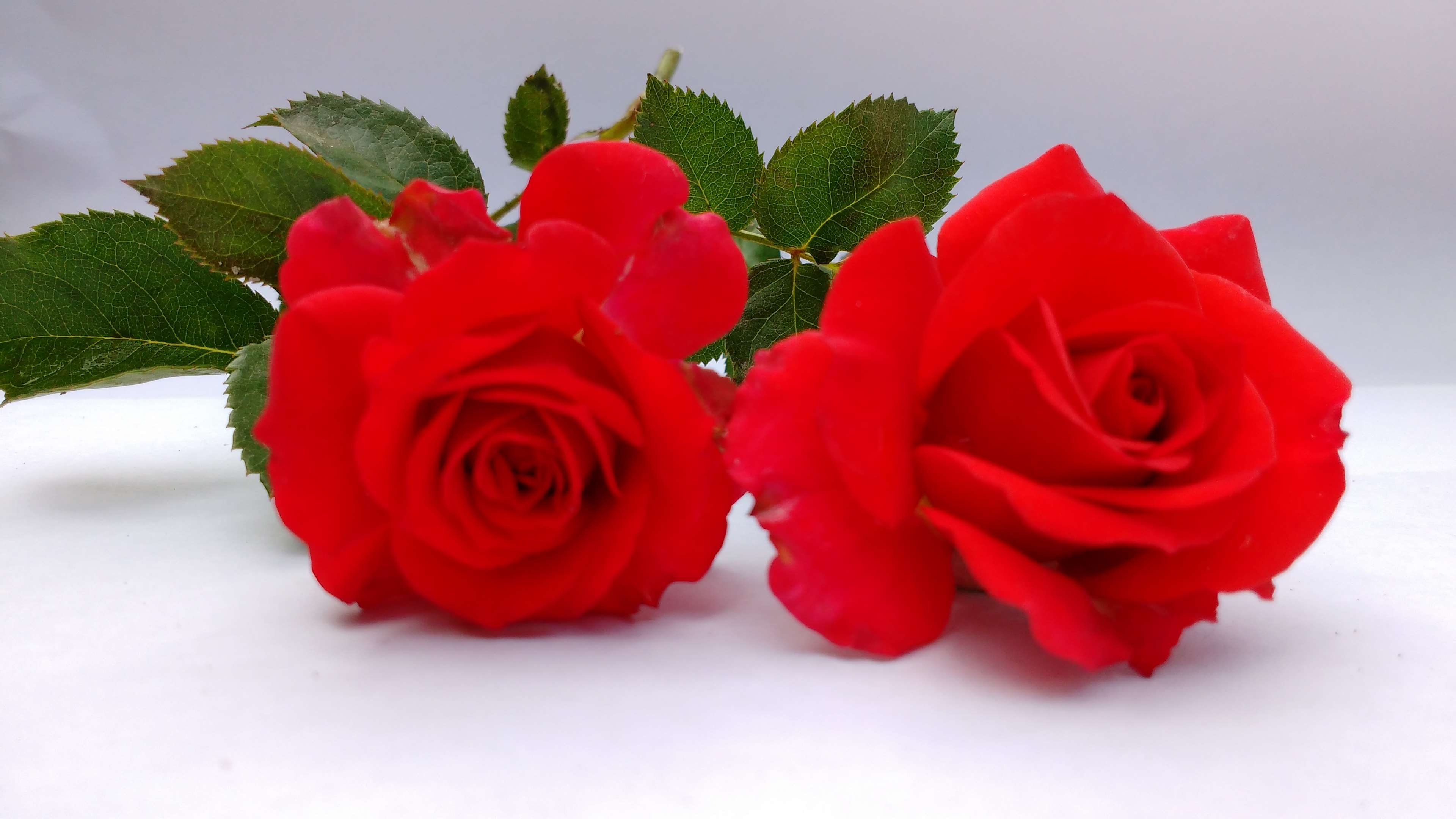 Flowers Red Roses 4k Wallpaper And Background