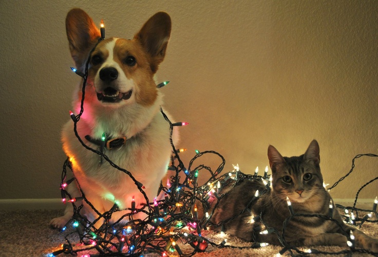 Wishing You A Merry Christmas Best Cat And Dog Photos