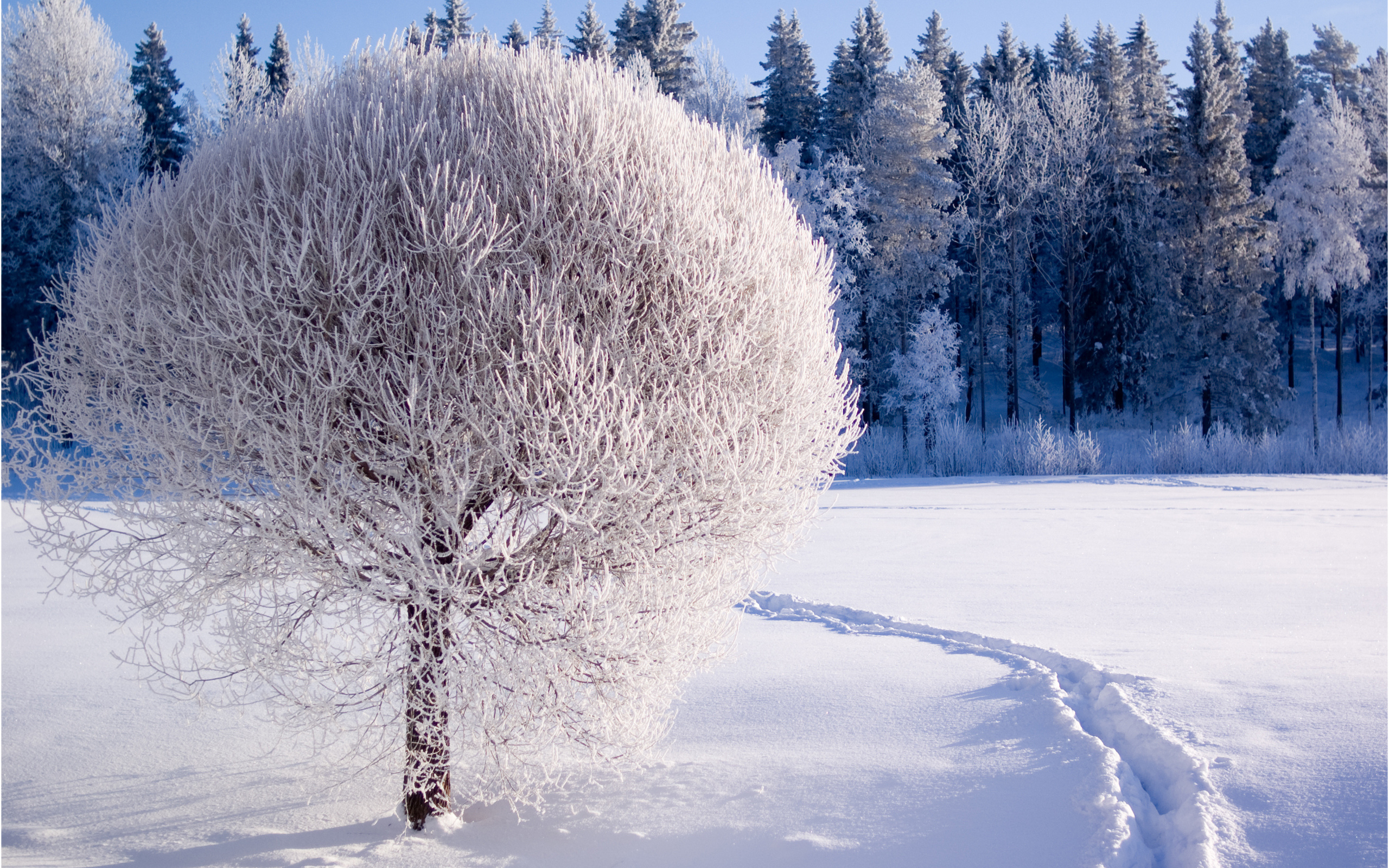 Winter Scene Wallpaper HD Desktop 4k