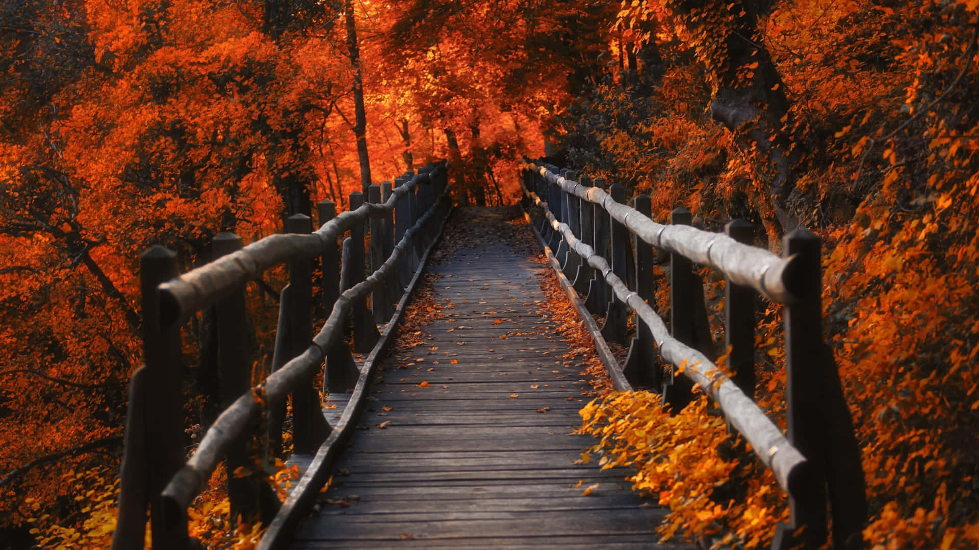 Beauty Of Nature In 4k Fall Wallpaper