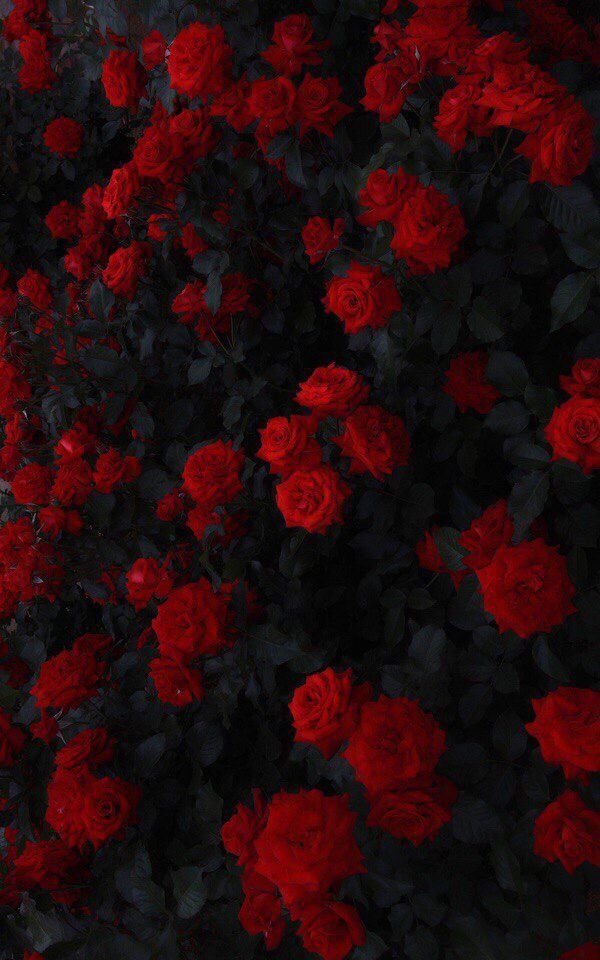 Michael Ruben On Tchaikovsky Rose Wallpaper Flower