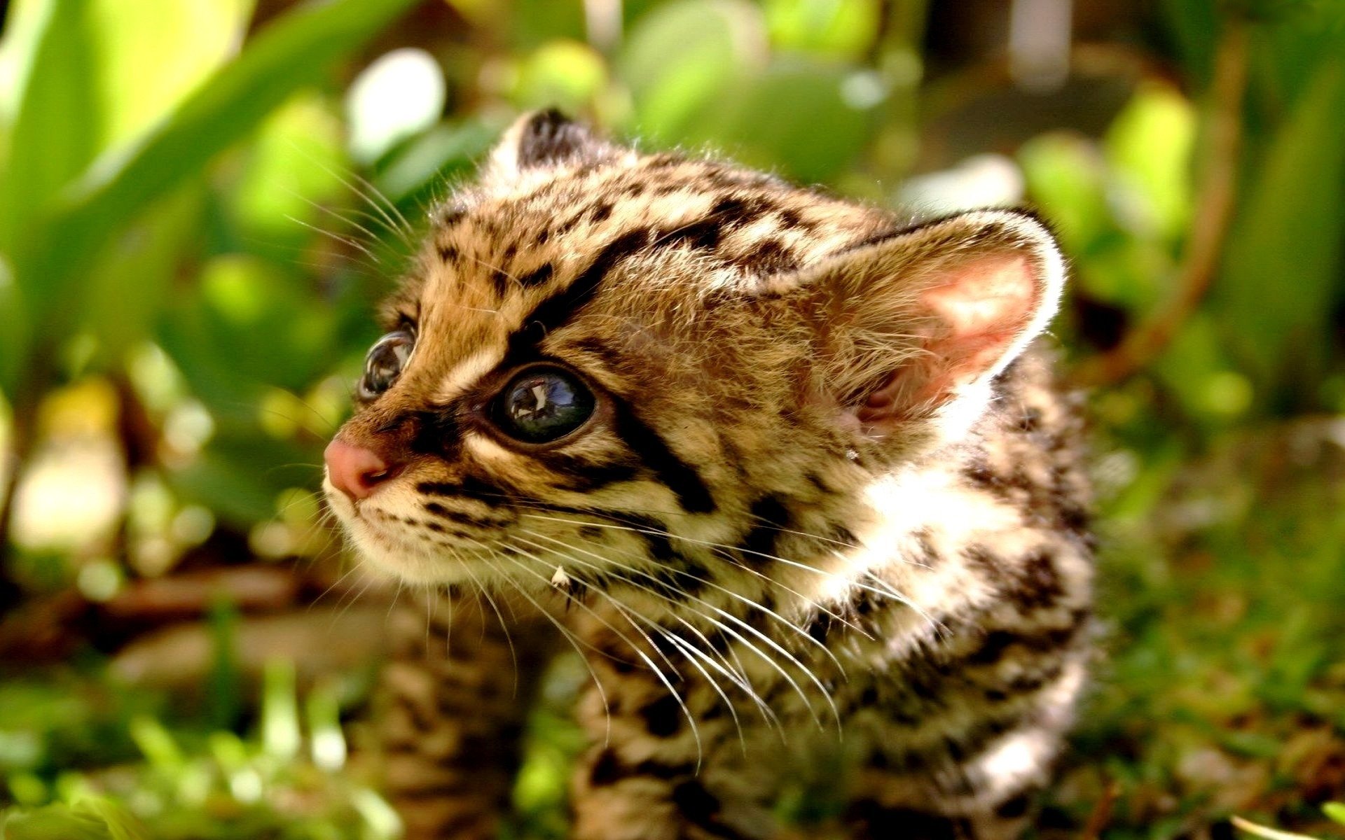 Awesome Ocelot background ID146304 for hd 1920x1200 PC 1920x1200