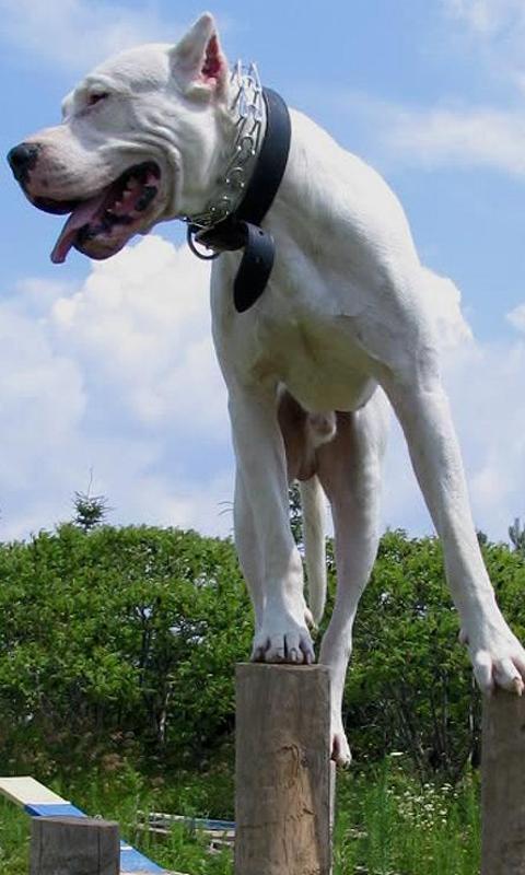 Argentine Dogo Wallpaper Android Apps On Google Play