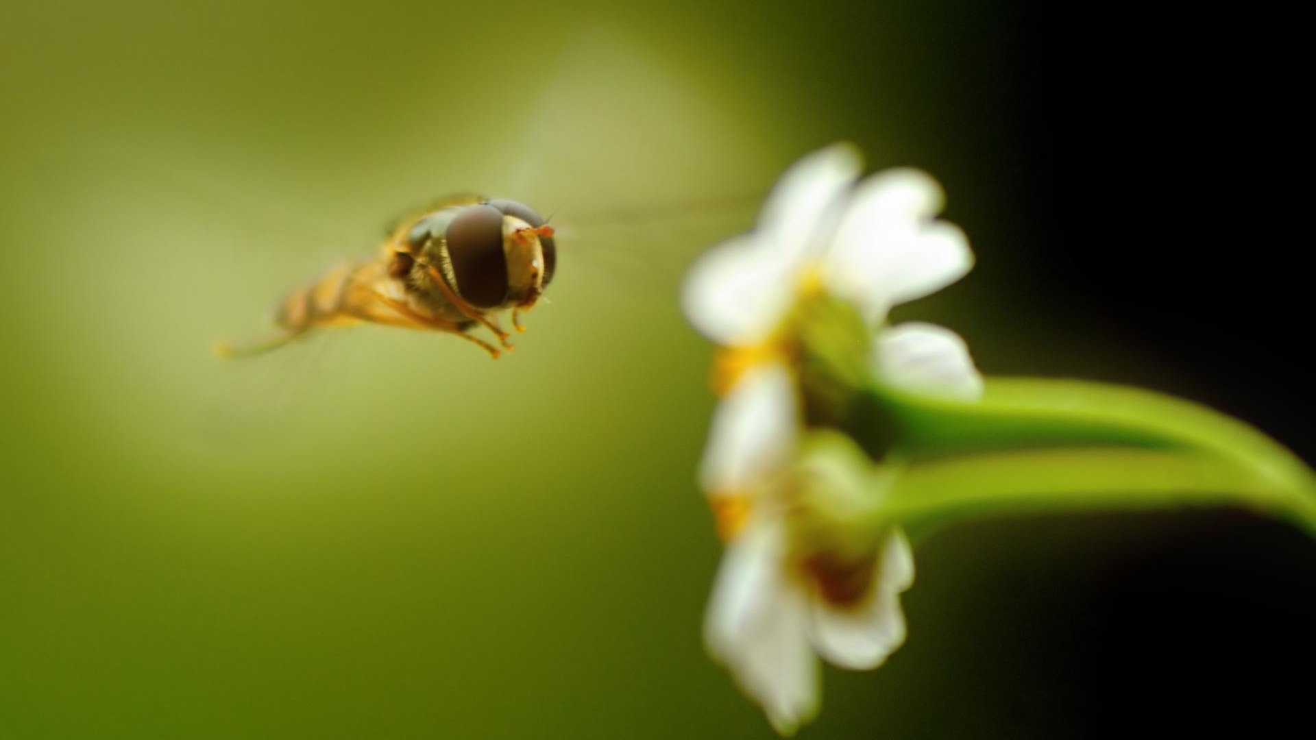 🔥 [48+] Honey Bee Wallpapers | WallpaperSafari