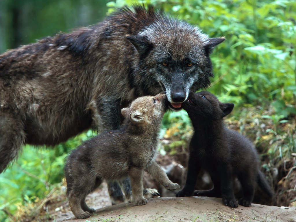 Pin Wolf Cubs Wallpaper With Wolves 3d For Desktop On